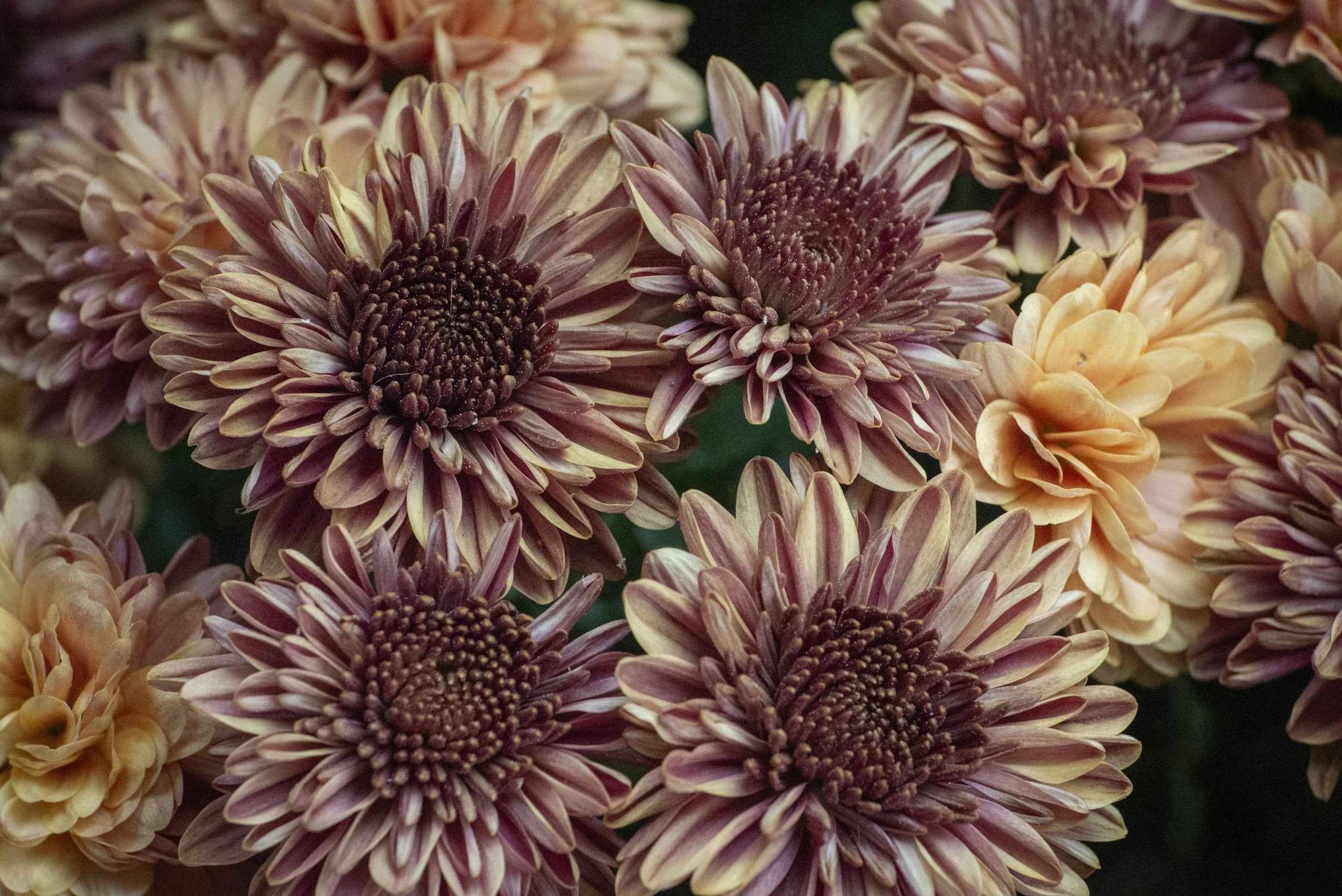 When & How to Divide Perennials Before Fall