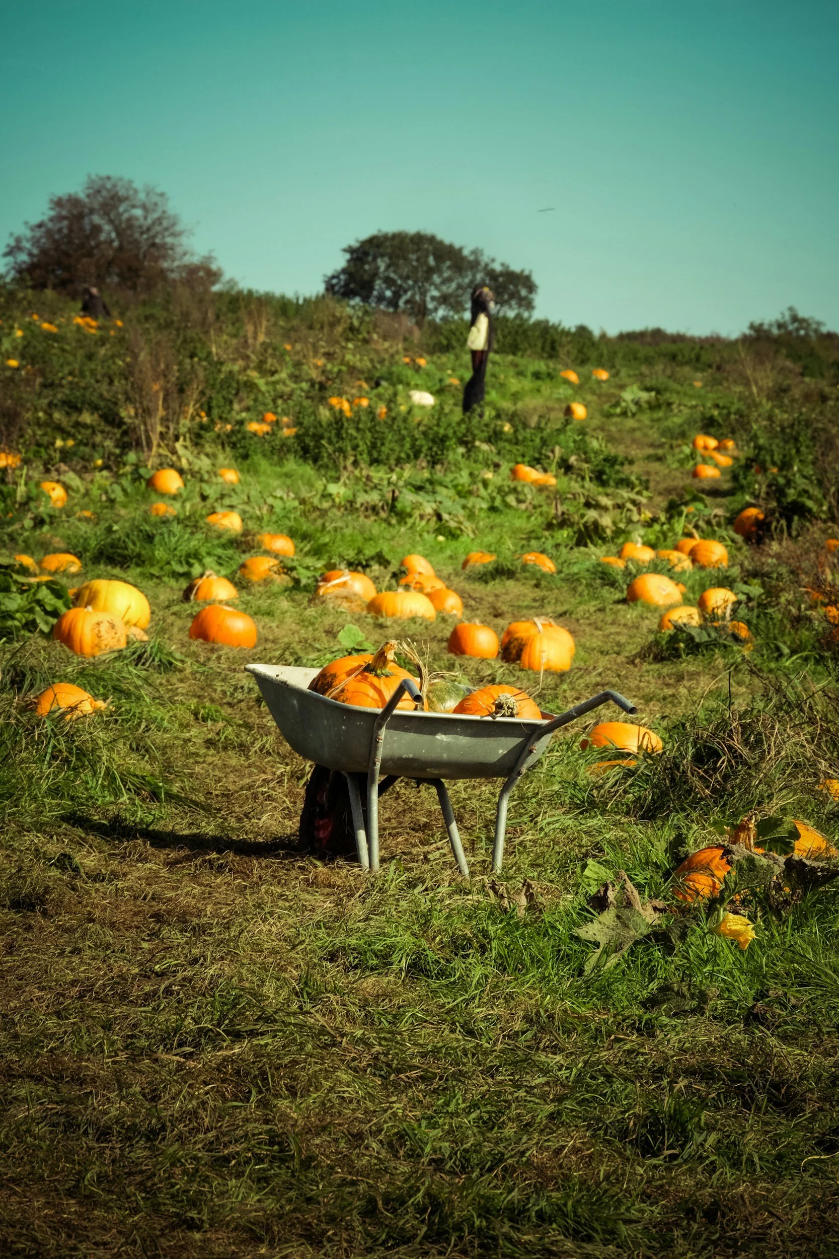 Why Pumpkin Picking is the Perfect Fall Family Tradition