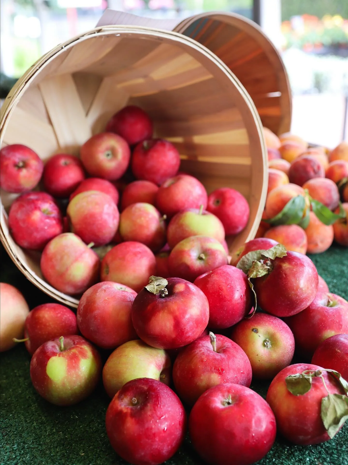 🍎 Crisp, juicy, and just-picked&mdash;our gorgeous apple selection is here as the season shifts! Perfect for snacking, baking, or bringing that cozy fall feeling home. Stop by Richfield Farms and taste the season. 🍏✨
#organic #gardening #gardencent