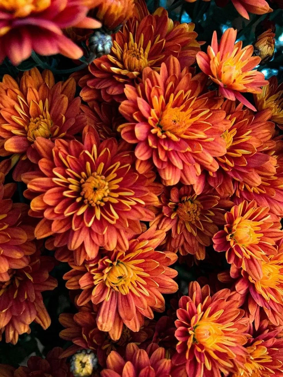 Our beautiful selection of Mums make the perfect Fall Decor for any outdoor space! Pop on over to the farm to pick up a little splash of autumn 🍁 

#richfieldfarms #clifton #nj #montclair #farm #farmandgardencenter #gardencenter #mums #fall #autumn
