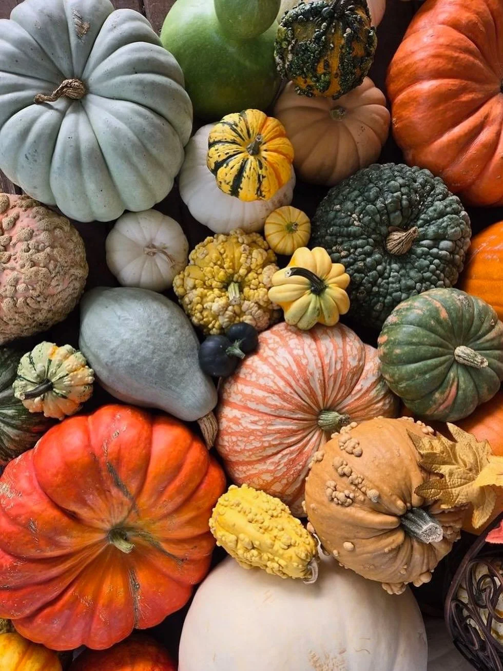 From acorn to butternut, fall squash is the flavor of the season 🍂🎃. Packed with nutrition and endless recipe possibilities, these beauties aren&rsquo;t just d&eacute;cor! They&rsquo;re dinner! Come see the magic of fall harvest at Richfield Farms 