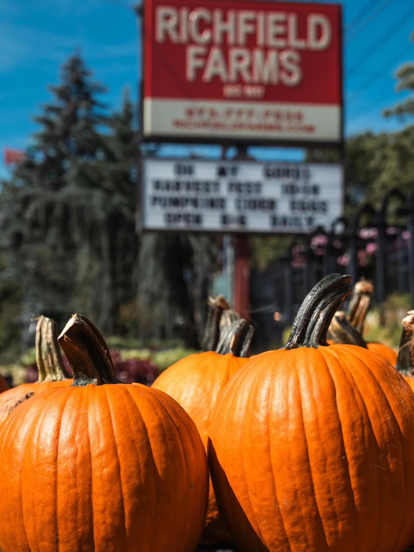 Pop in for your pumpkins this week at the farm! 

#farm #pumpkins #fall #richfieldfarms #clifton #nj #montclair #gardencenter #farmersmarket #pumpkinpatch