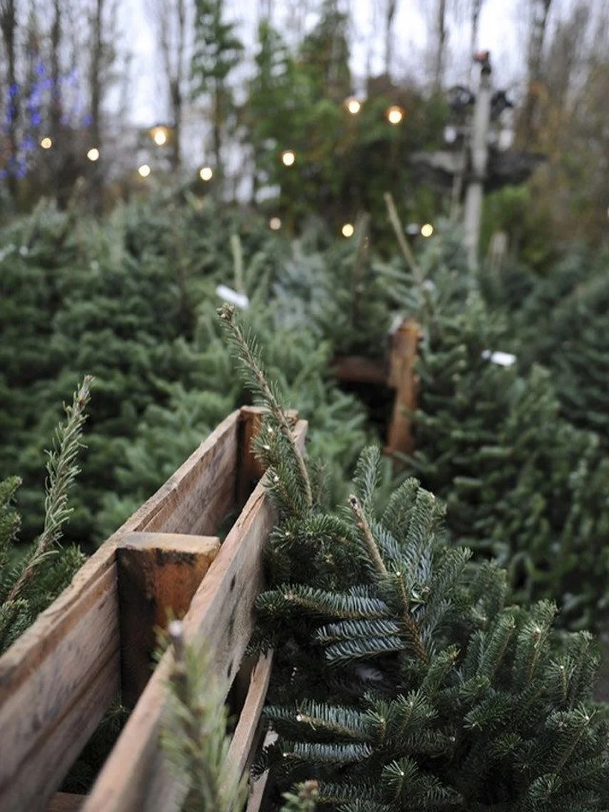 🎄 Christmas trees are officially HERE at the farm! Fresh, fragrant, and ready to make your home feel like magic. Come pick your perfect one! 🌲✨
