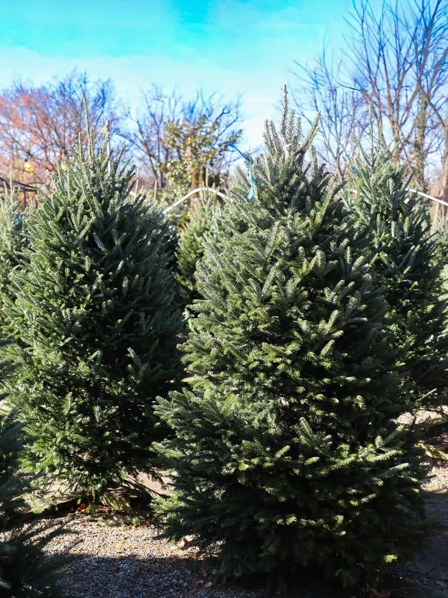 Bring home the magic ✨
Our fresh-cut Christmas trees have arrived at Richfield Farms! Find your perfect tree, bundle up with some holiday cheer, and start the season off right. 🎄❤️
