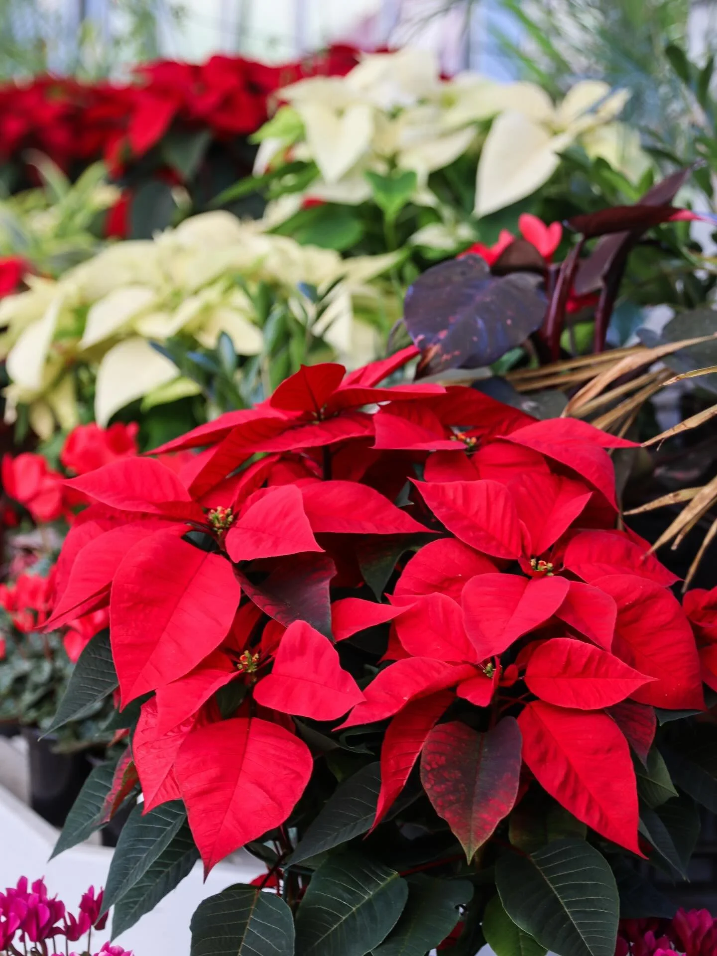 Poinsettias make the perfect holiday gift 🎁✨
Bright, festive, and easy to care for&mdash;just keep them in bright, indirect light and water when the soil feels dry.

Pet parents: Poinsettias are mildly toxic to cats and dogs if ingested, so make sur