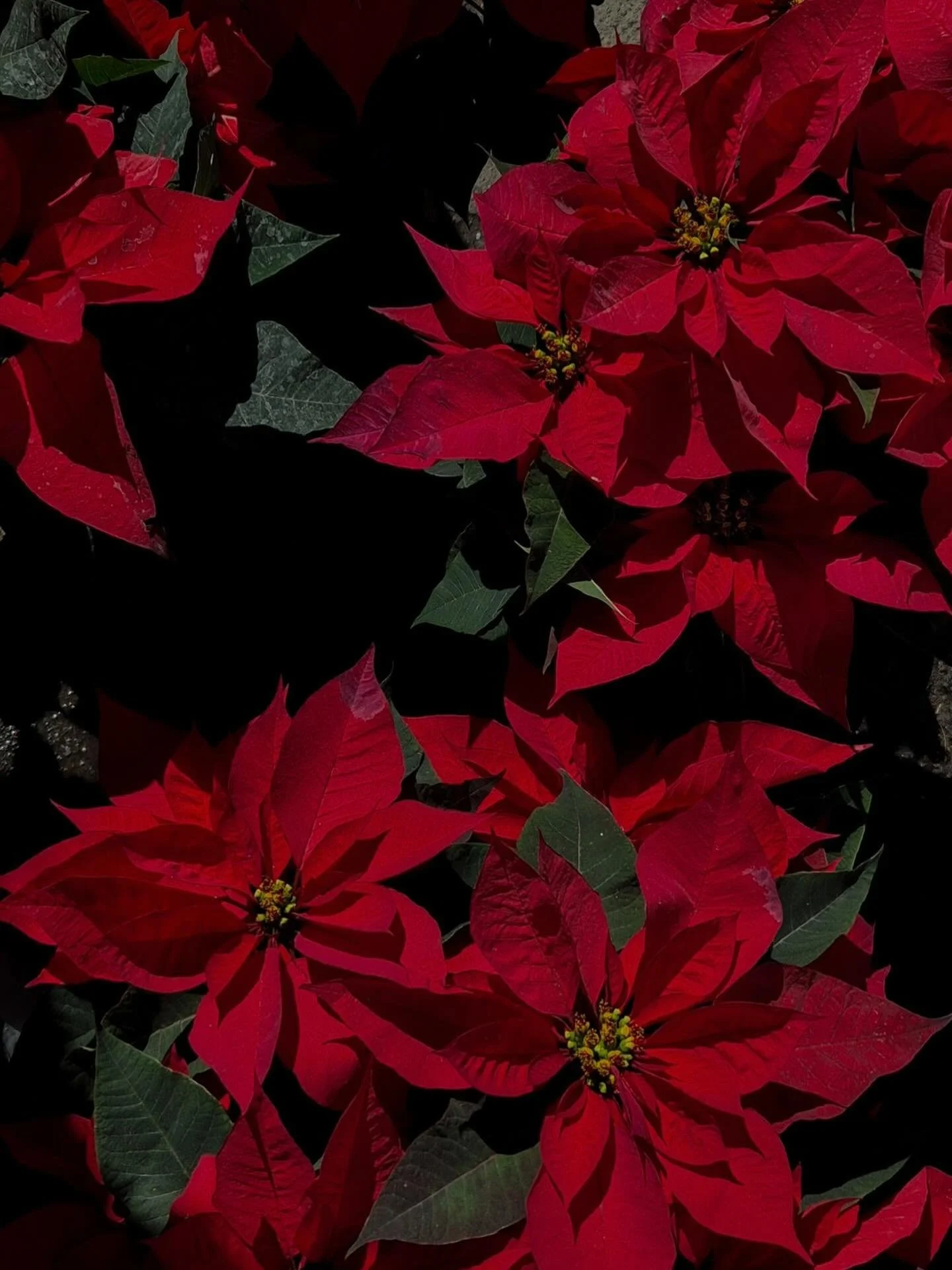 Pop on in to pick up some gorgeous poinsettias today, tomorrow &amp; Wednesday before we&rsquo;re closed for the holidays! 🎄 They make the perfect holiday gift for any host this holiday season! 

#clifton #nj #localfarm #farmersmarket