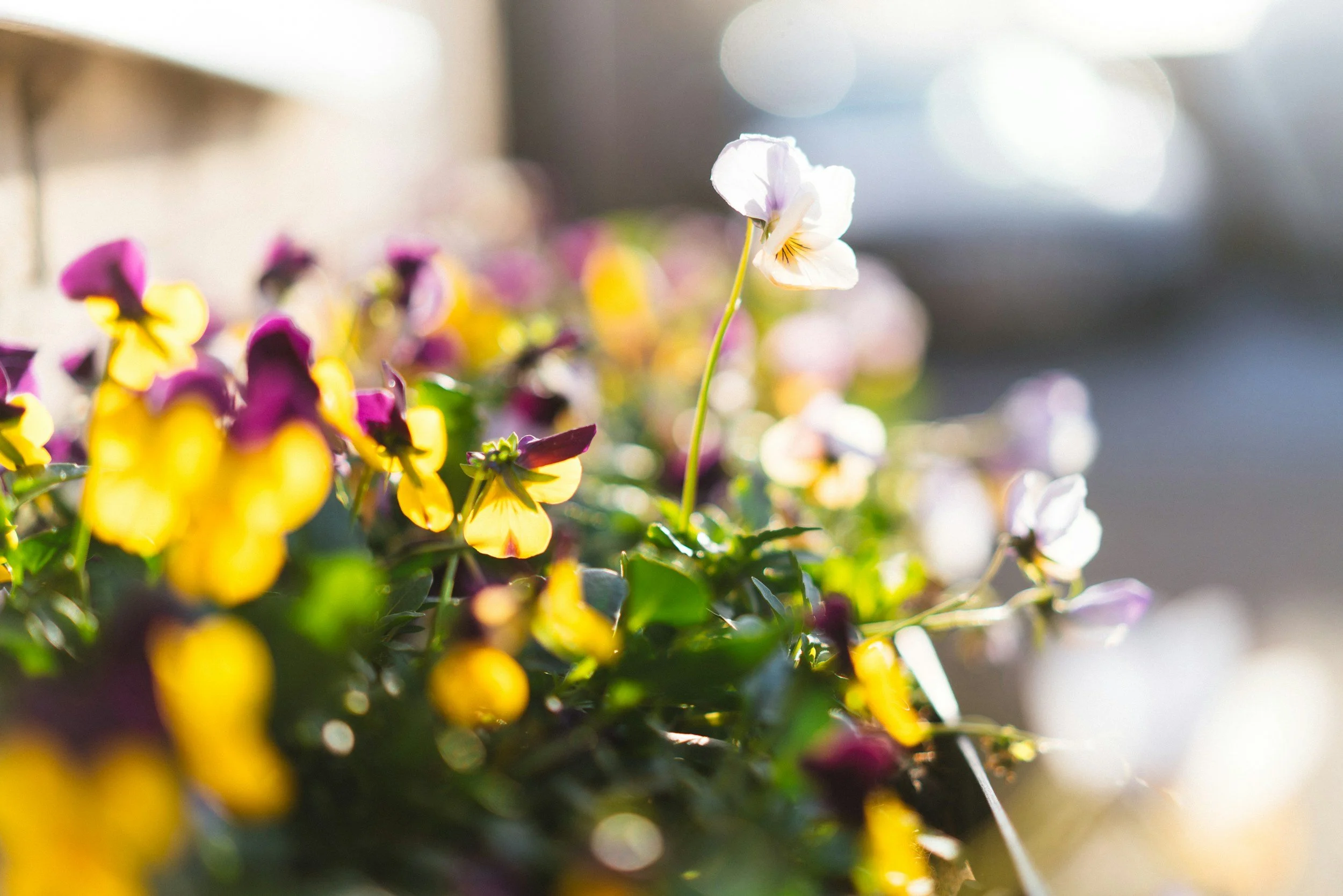 Container Gardening Ideas That Make a Big Impact