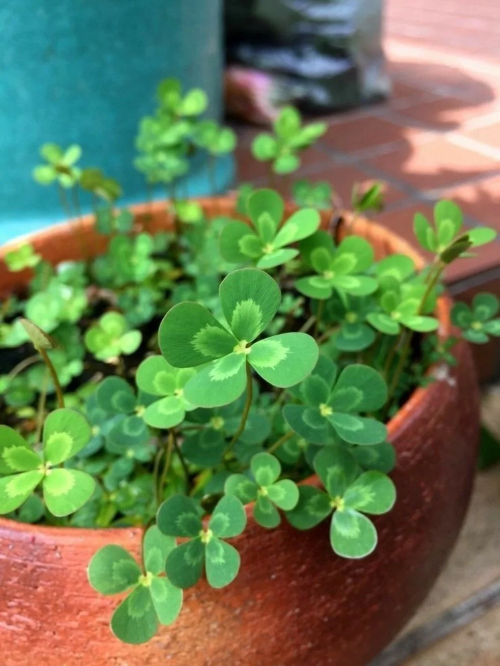 Happy St Patrick&rsquo;s Day! Stop by the farm for a little luck, and pick up some gorgeous clover 🍀