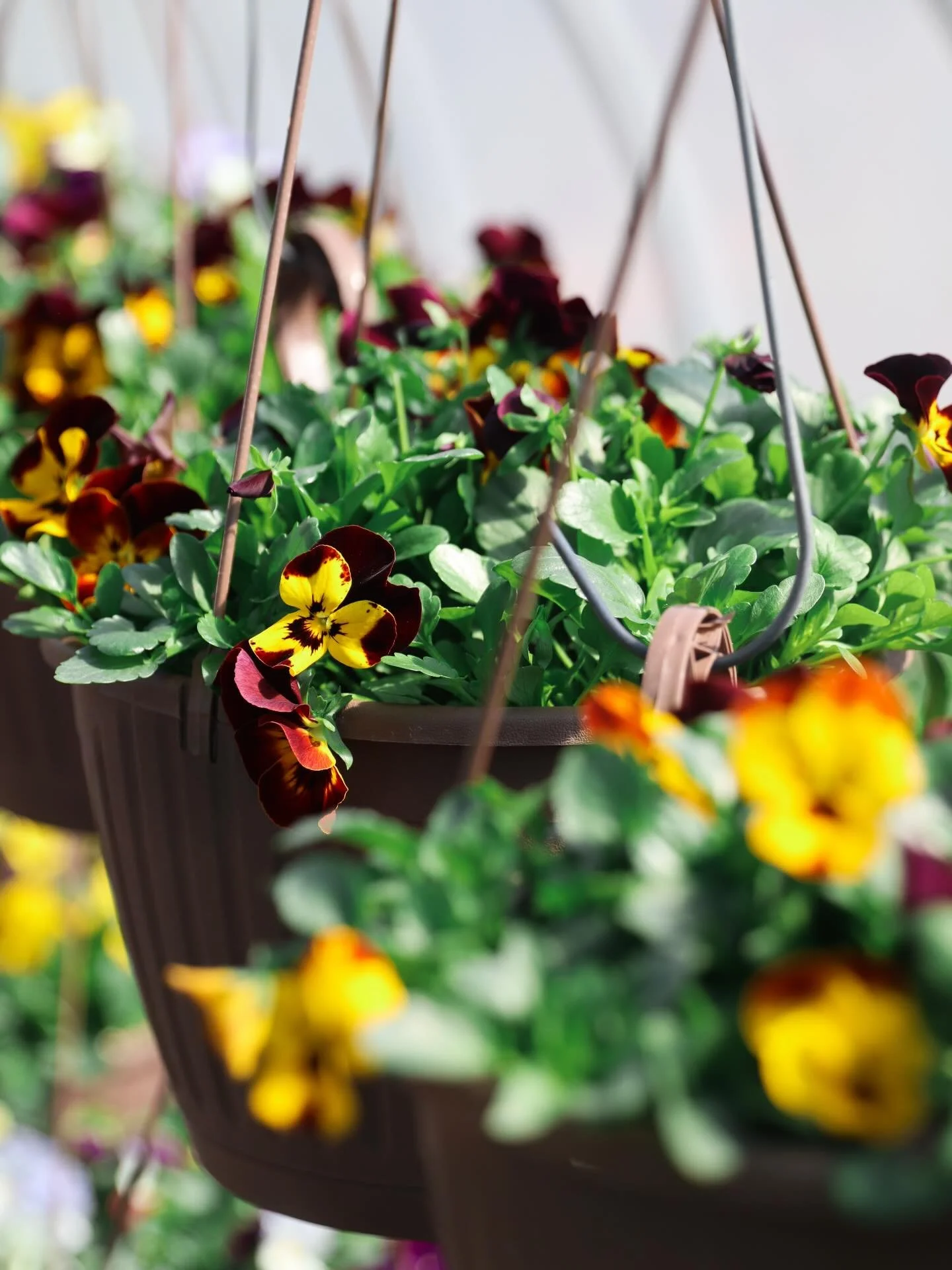 Our hanging baskets are here and they&rsquo;re already looking so good! 🌸 

Stop by and take a look, they&rsquo;re only going to get better from here 💕