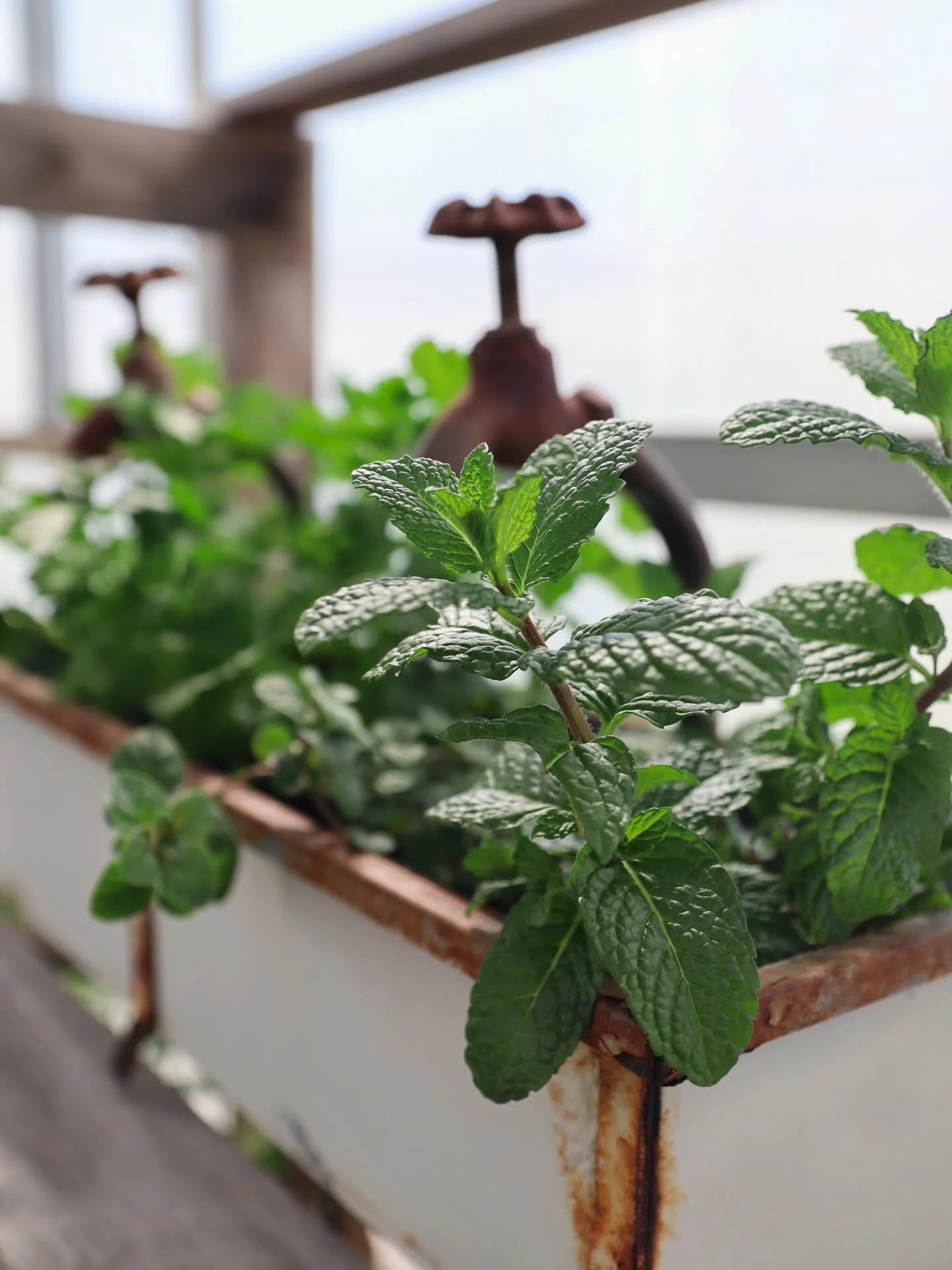 Our herb plants are in and they smell just as good as they look 🌿 

Mint, thyme, rosemary and more available. They&rsquo;re easy to grow and even easier to enjoy, whether you&rsquo;re cooking, mixing drinks, or just love having something green aroun