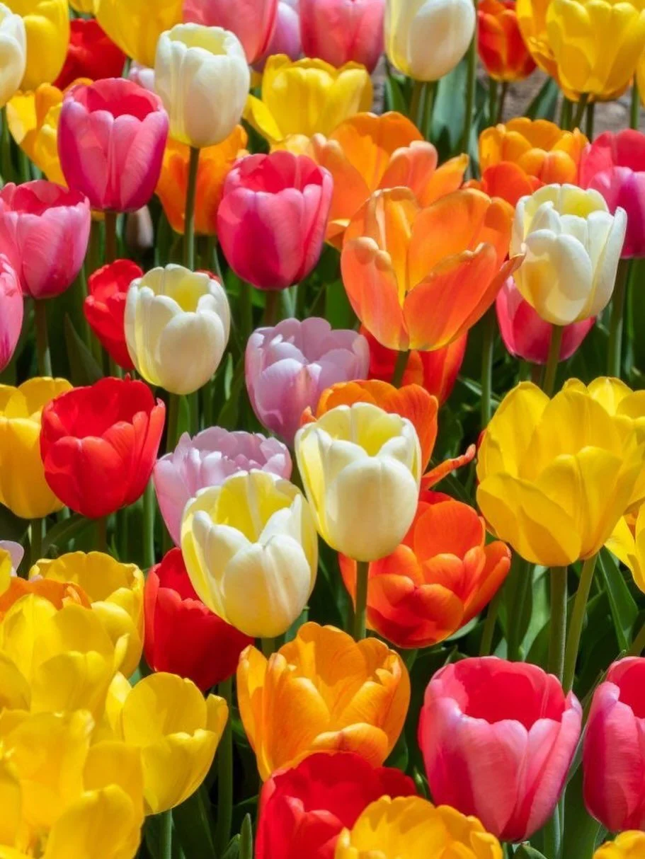 Spring maaaay be coming a little later than usual but that doesn&rsquo;t mean it won&rsquo;t come! Ready for the tulips to start blooming? We have bulbs available at the farm. 
#farm #clifton #nj #gardencenter #nursery