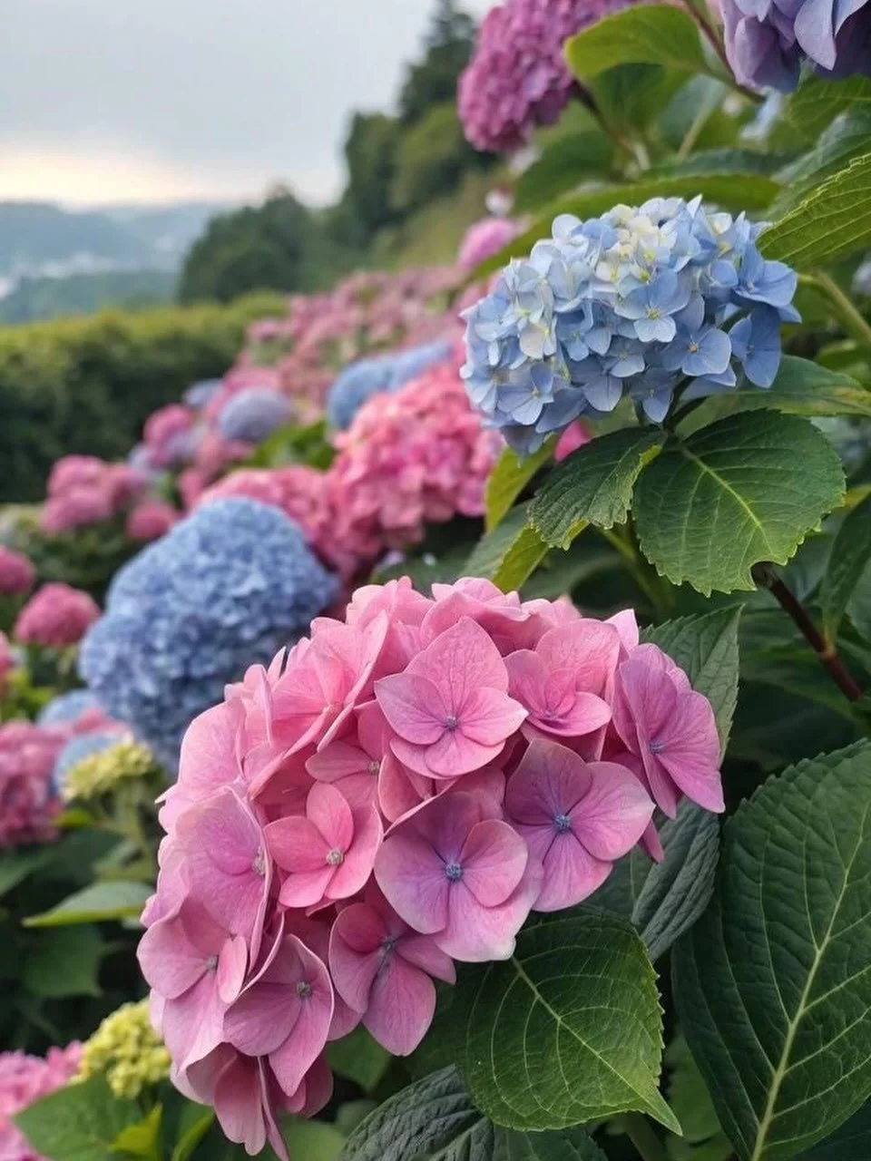 It&rsquo;s hydrangea season! 🌸

We&rsquo;ve got some color varieties at the farm right now. Come pick your favorites and get them in the ground while the timing&rsquo;s right! 

#clifton #nj #farm #gardencenter #nursery