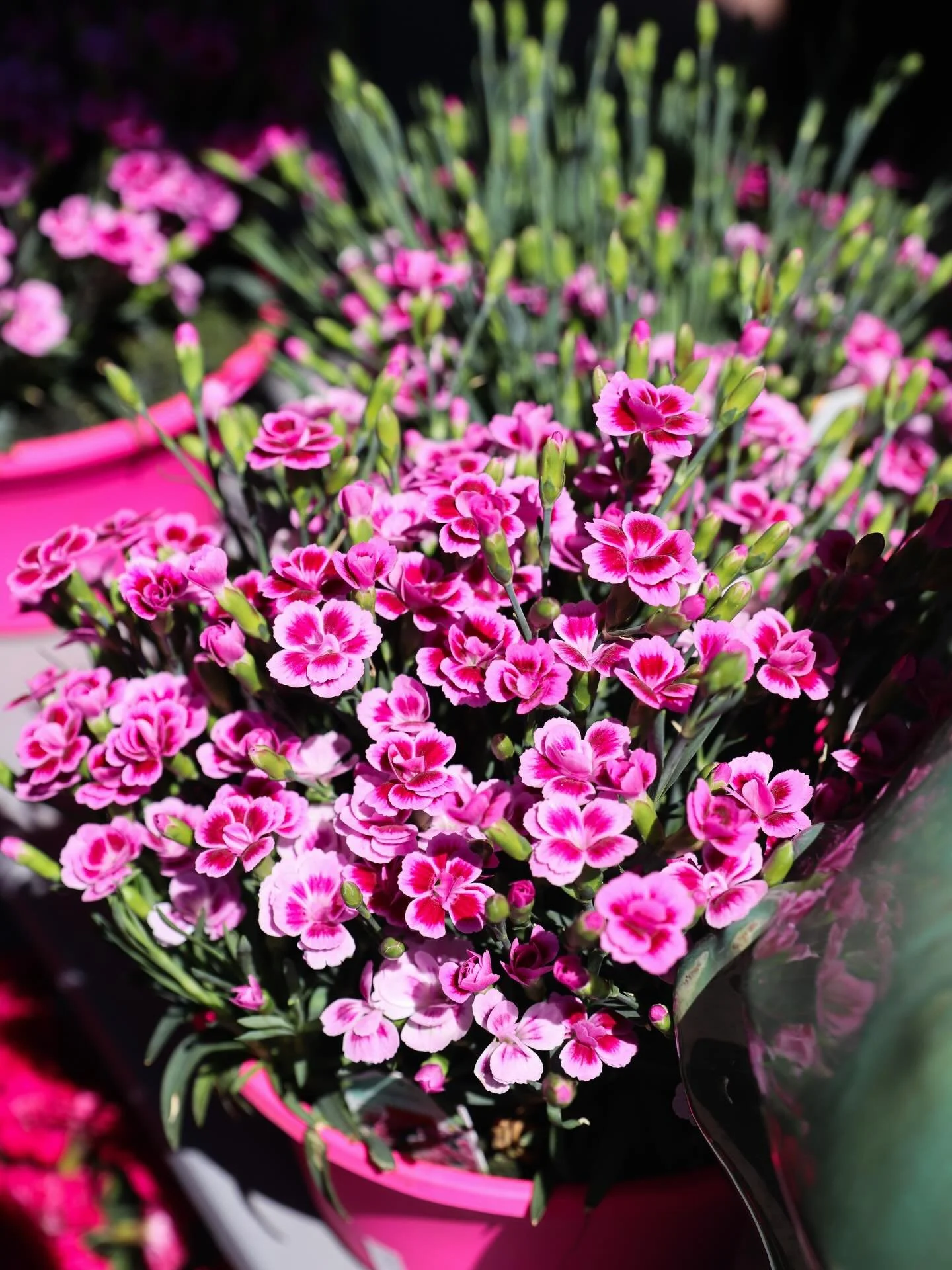 Sun&rsquo;s out and everything&rsquo;s growing 🌞
The farm is full right now with plants ready to go home with you. Stop by, see what catches your eye, and let&rsquo;s get you set up for the season. 

#farm #clifton #nj #gardencenter #garden