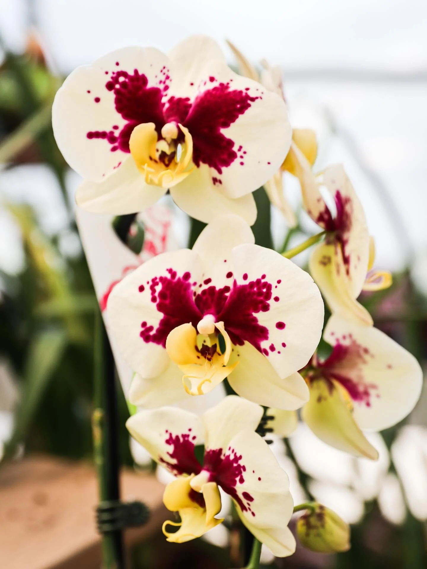 Orchids are here 🌸✨

Elegant, easy to love, and the perfect little pop of color for your home.

A few quick orchid care tips:
&bull; Bright, indirect sunlight is best 
&bull; Water only when the roots start to dry&mdash;don&rsquo;t overdo it 
&bull;