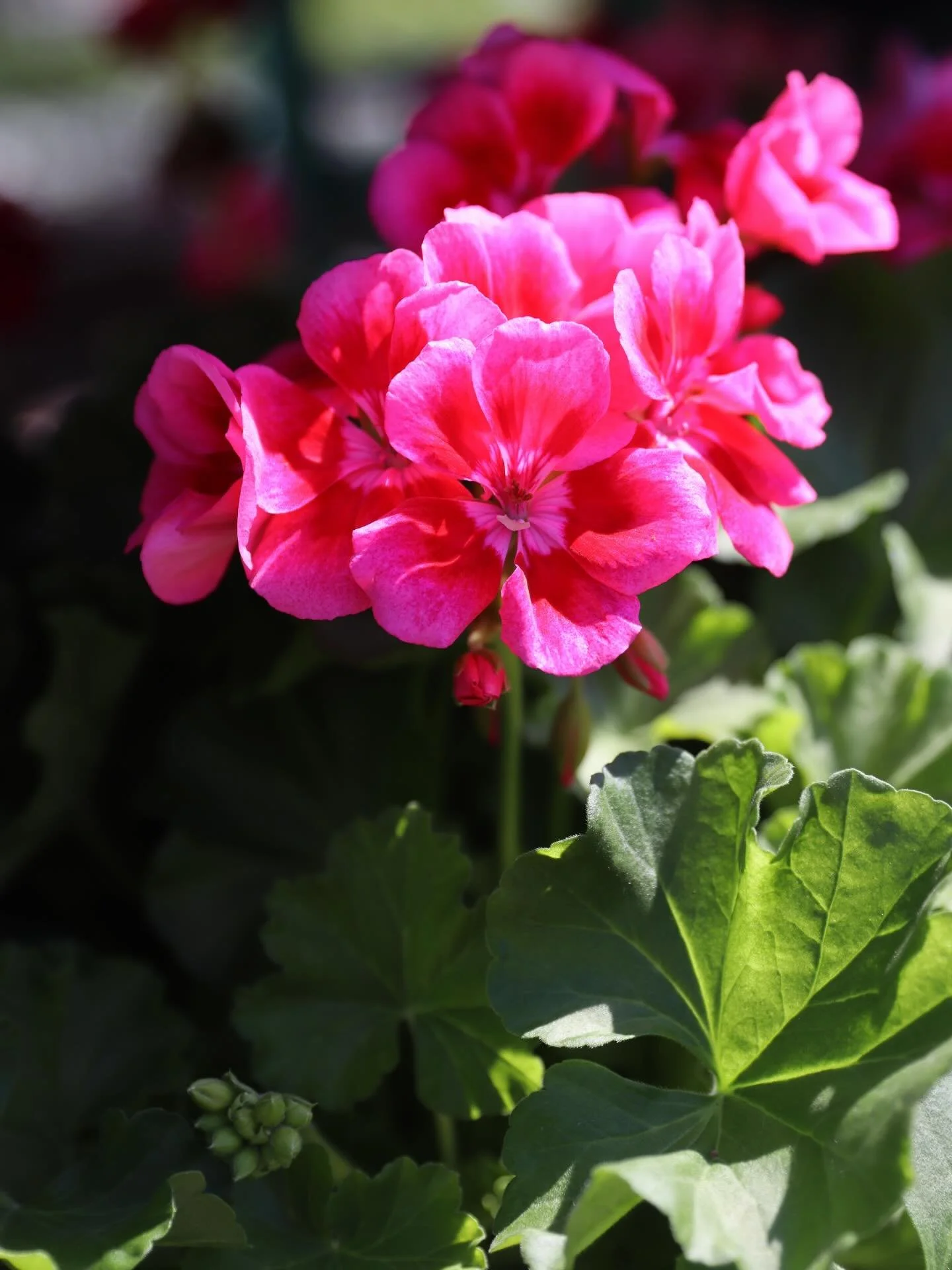 Spring-time florals are looking amazing this week at the farm. We have gorgeous geraniums in pots and hanging baskets that are bound to be the focal point of any space. 

We also have a ton of florals and plants ready for your pollinator garden. 🦋 
