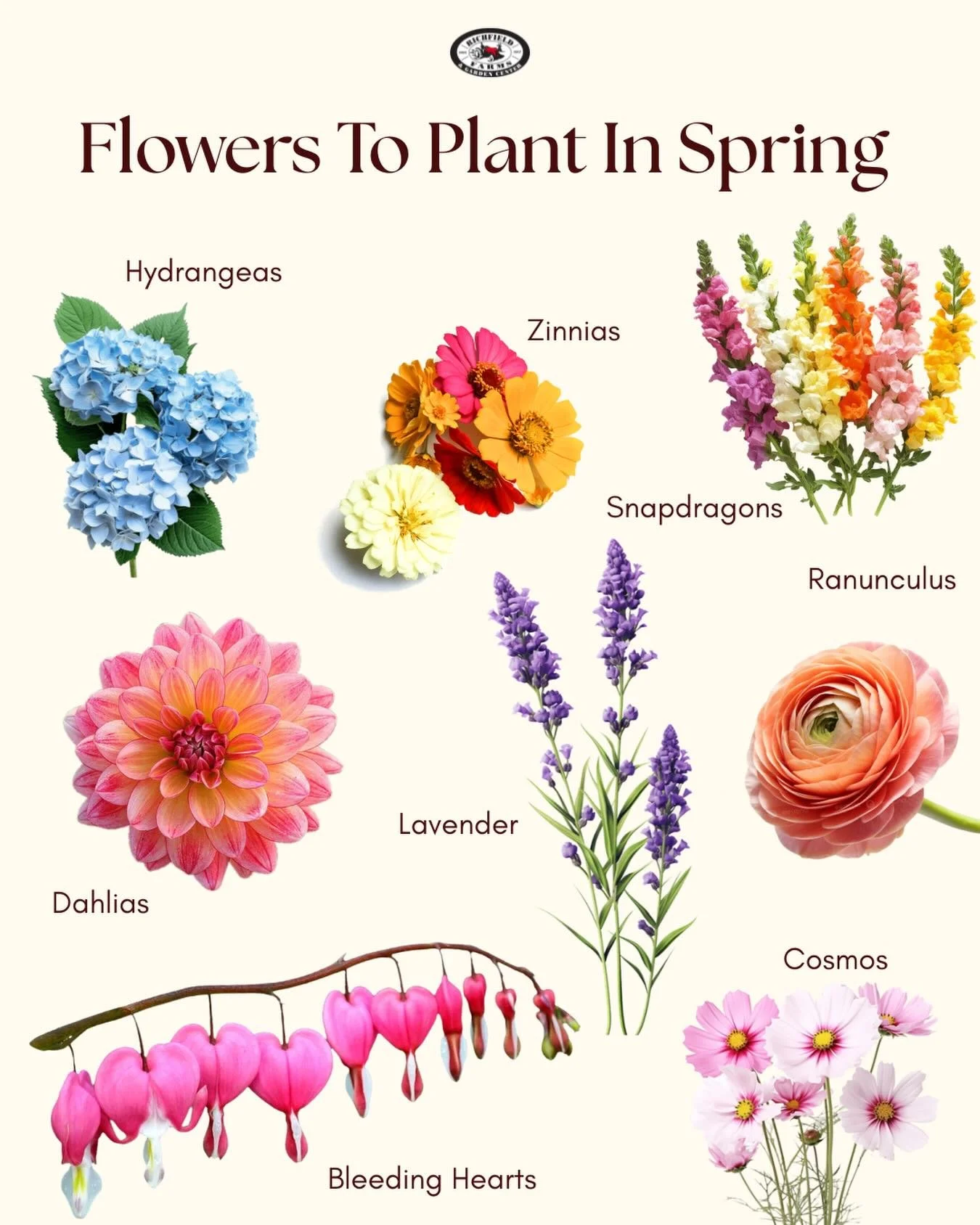 April showers bring may flowers 🌼 

This mix is how you get color from early spring through late summer: 
Lavender + hydrangeas for structure and longevity, 
cosmos + zinnias for easy, nonstop blooms, 
snapdragons for height, 
ranunculus + bleeding 