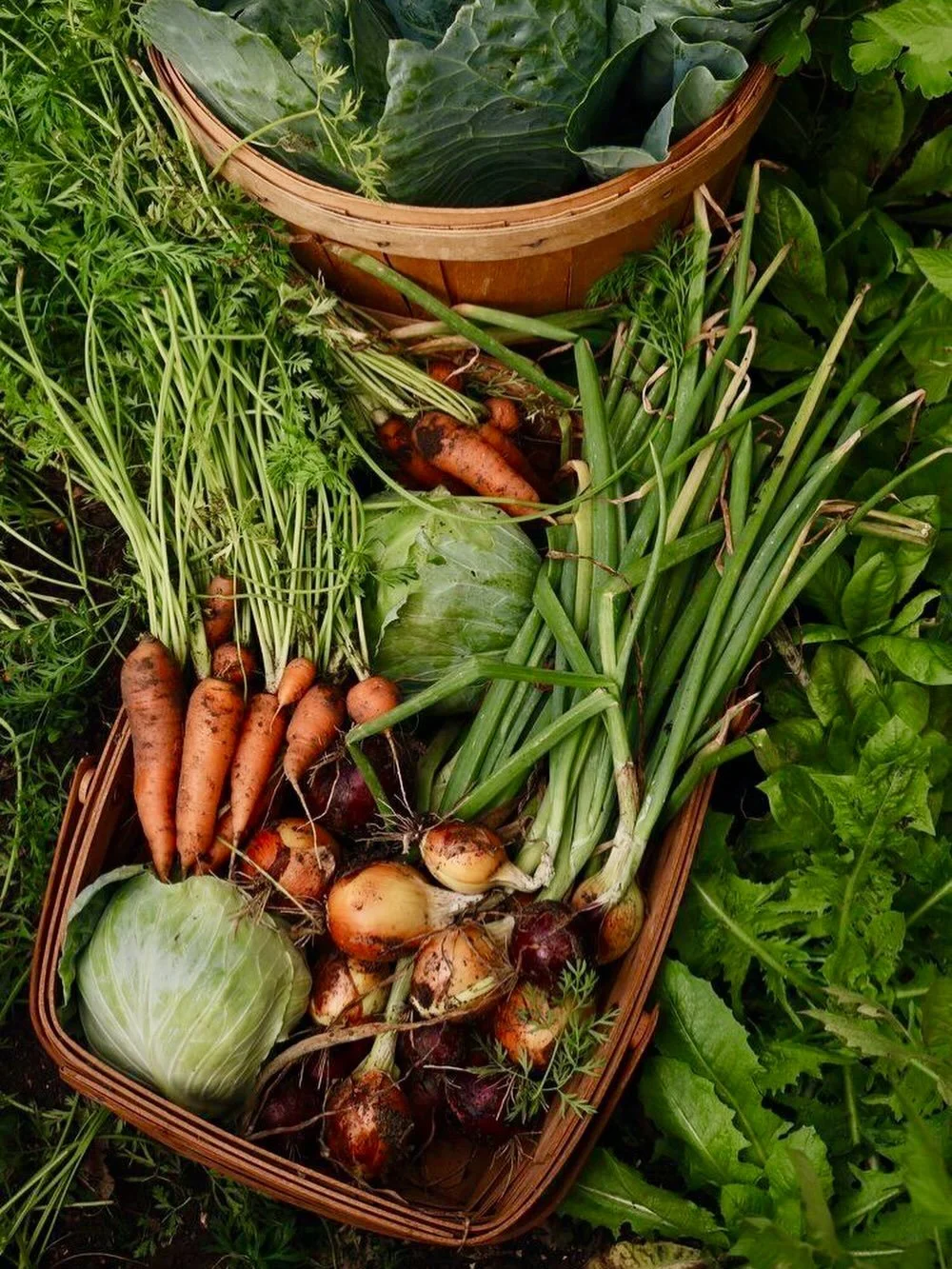 Our Community Supported Agriculture (CSA) Program returns June 19th! 🥕 🥦 🥬 

Enjoy fresh, local produce provided by our community farmers. We have 10 week (half share) and 20 week (full share) options available. Our 10 week program is $400.00 whil
