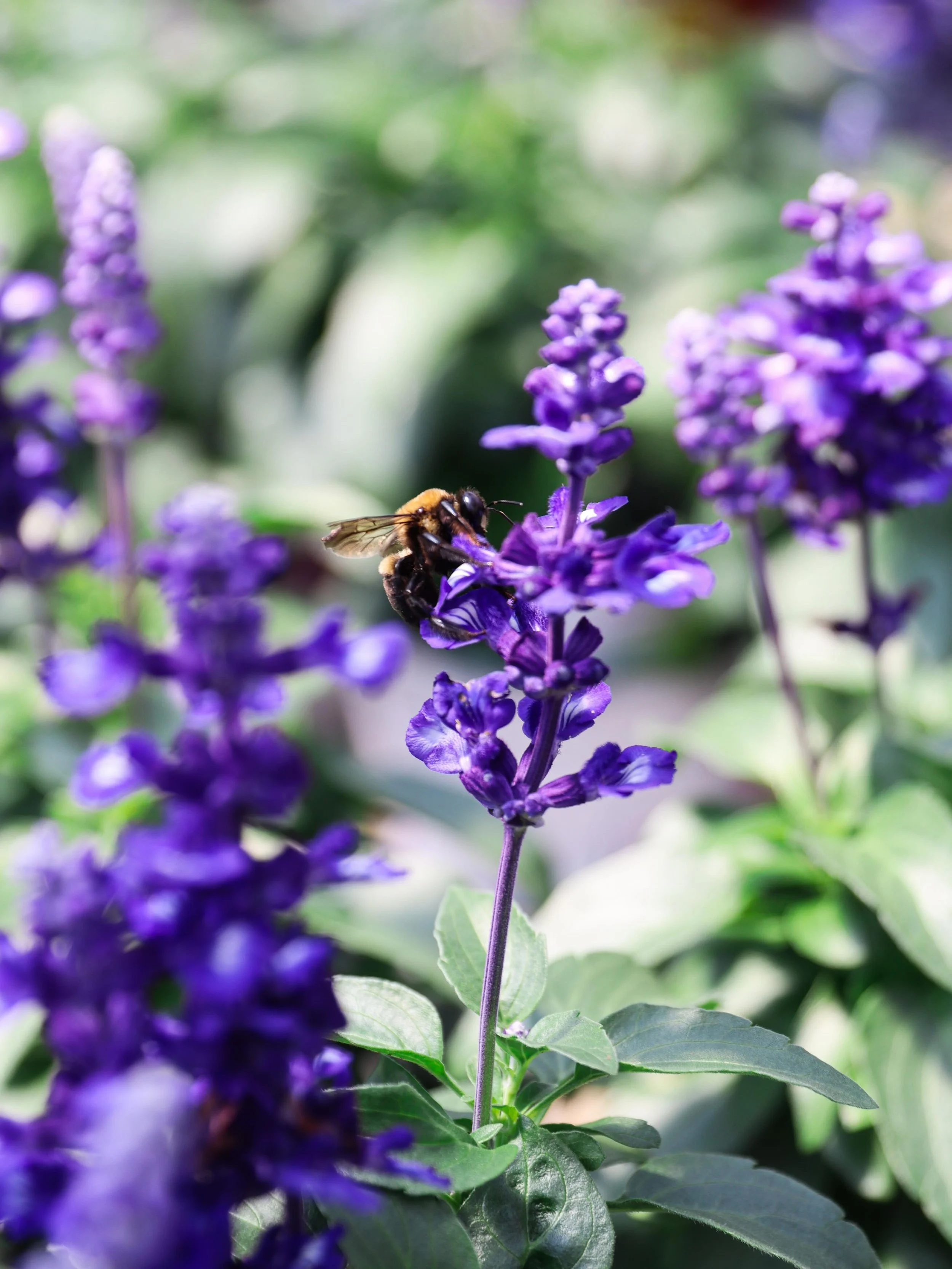 Now&rsquo;s the time to really start thinking about your pollinator garden as weather starts to warm up! 

Salvia, lavender, cone flowers, and more are bound to attract some of the cutest, busiest pollinators of the season 🐝 🦋 

#garden #gardening 
