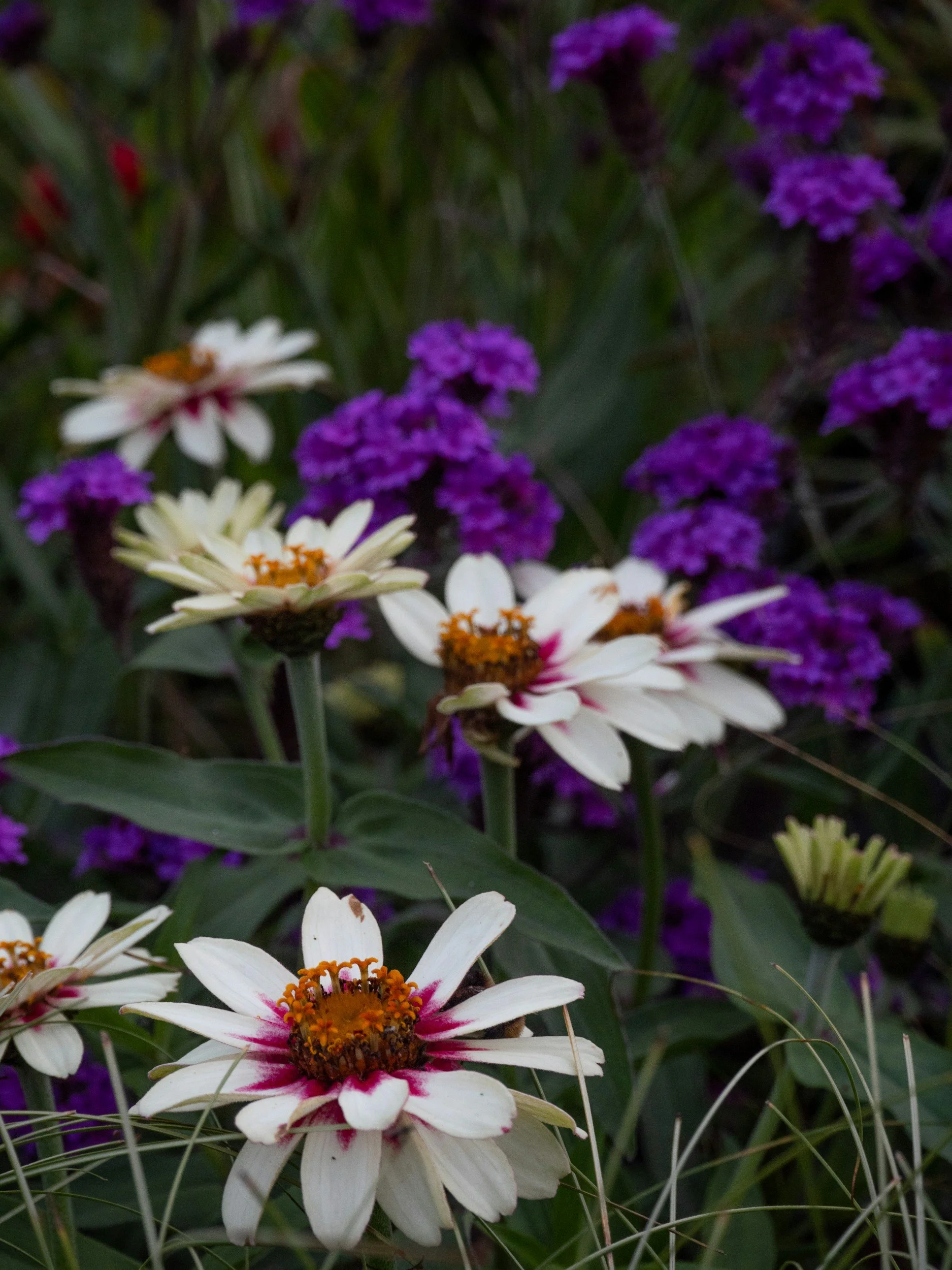 What to Plant in Late August in New Jersey