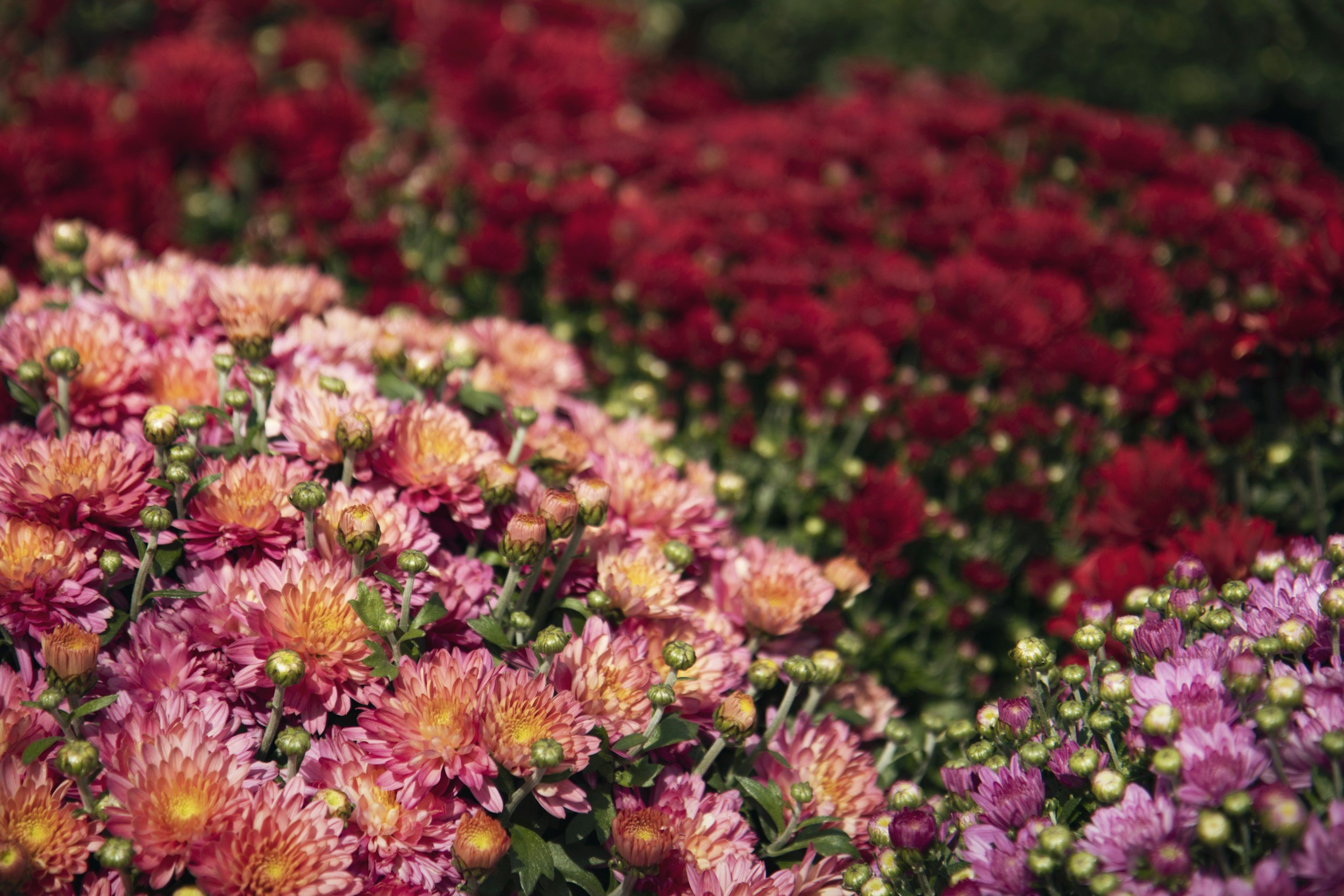 How to Transition Your Planters From Summer to Fall