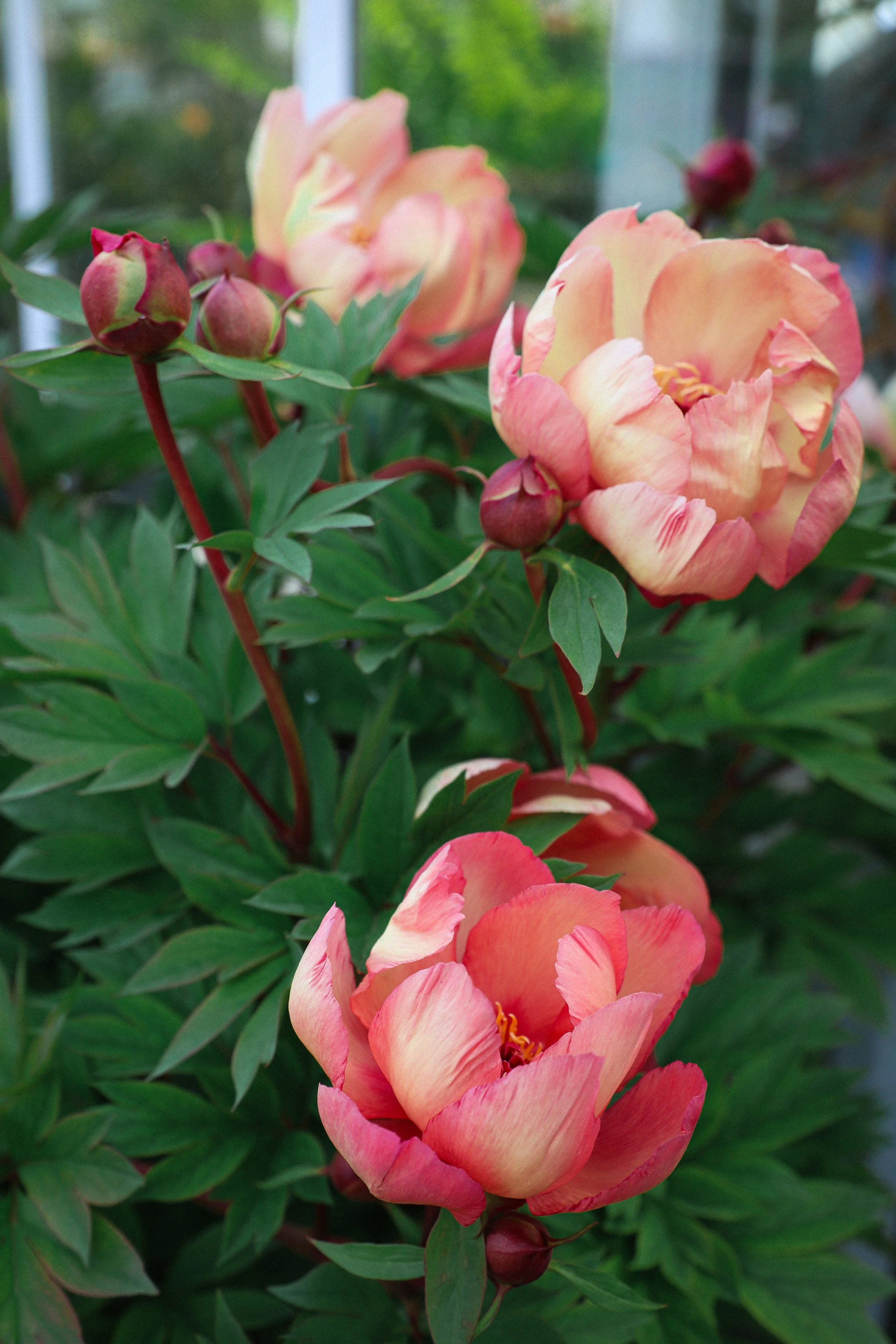 Peony Care