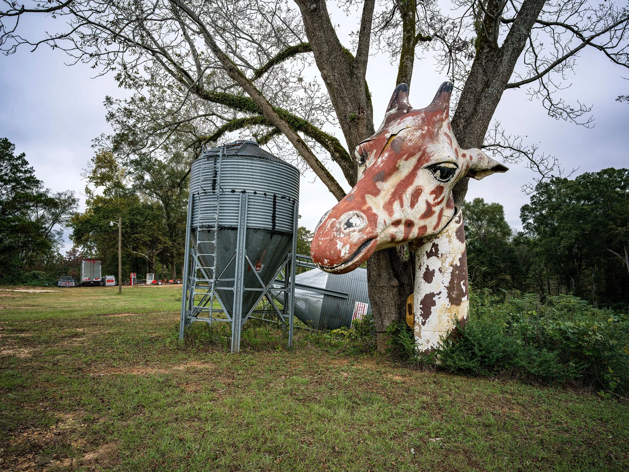 Giant giraffe head. Clayton, Alabama. 2024.