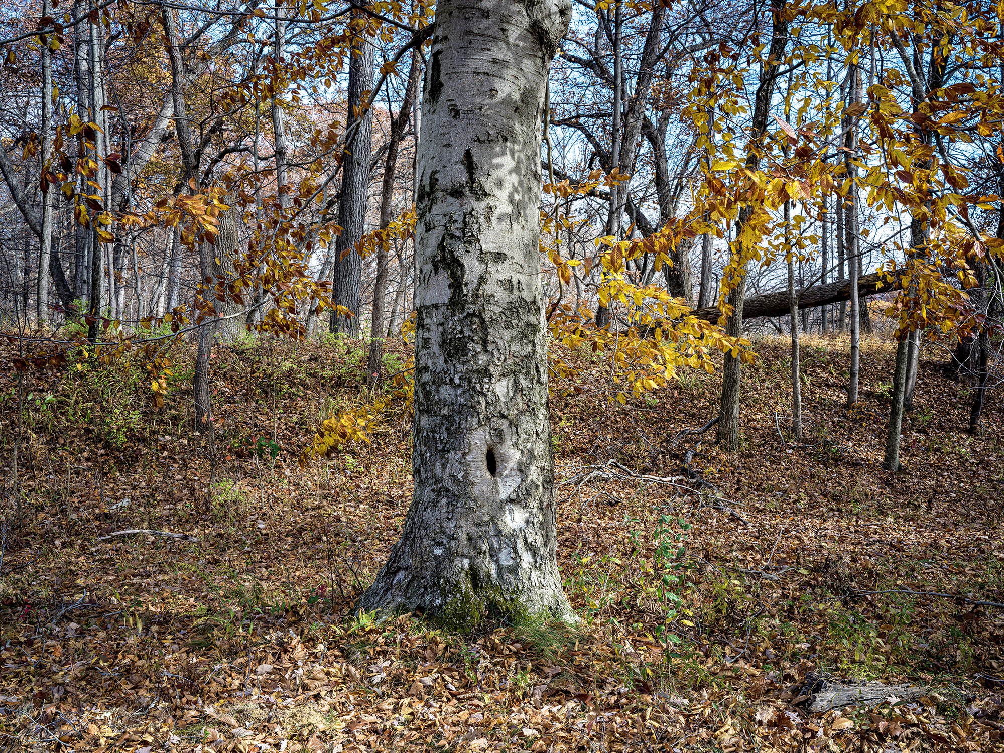 Beech tree with earthworks. Ft. Ancient Earthworks & Nature Preserve. Oregonia, Ohio. 2023.