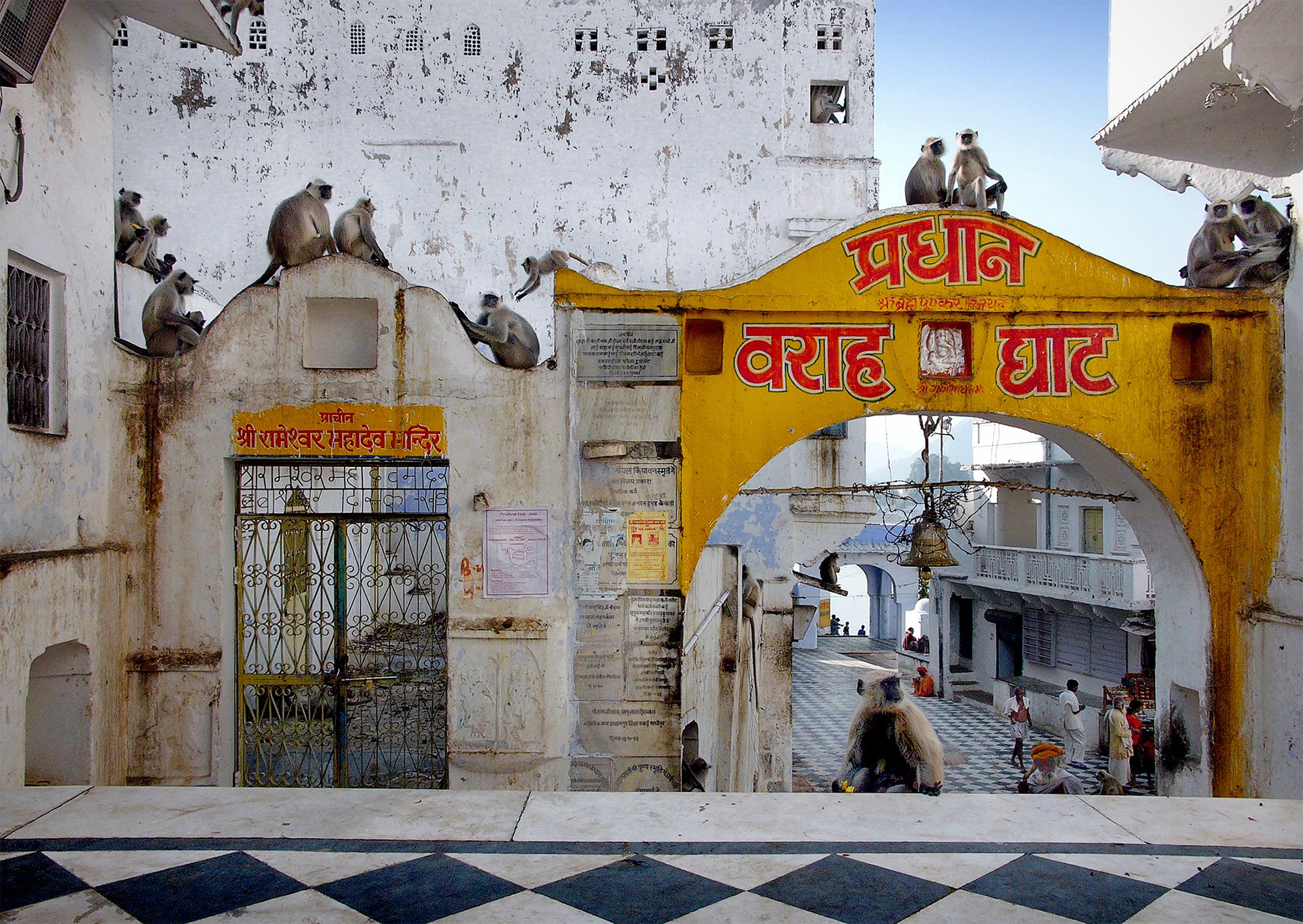 Monkeys overseeing a ghat along the lake. Pushkar.