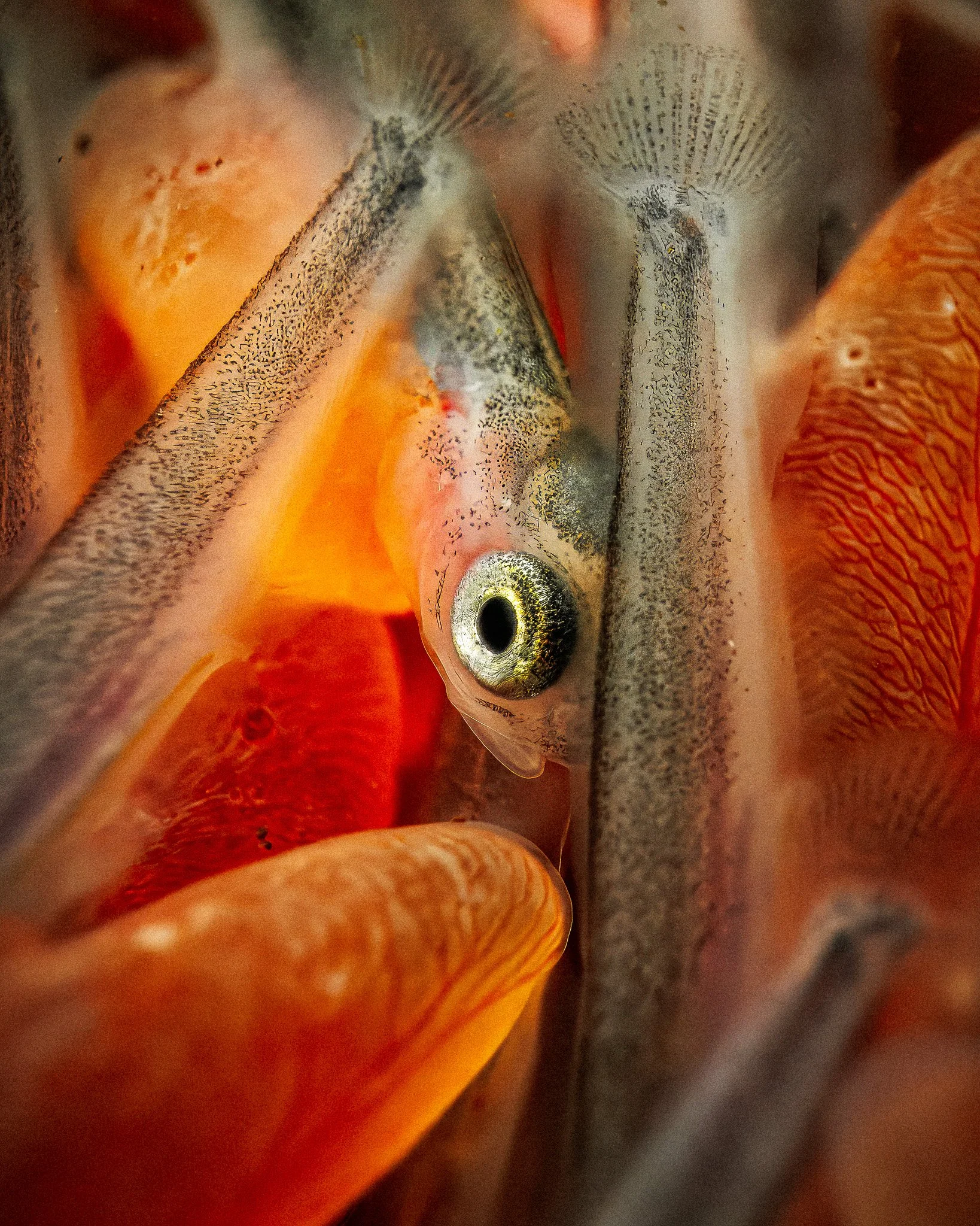 alevin_Jan 19_2025 _Small_1.jpg