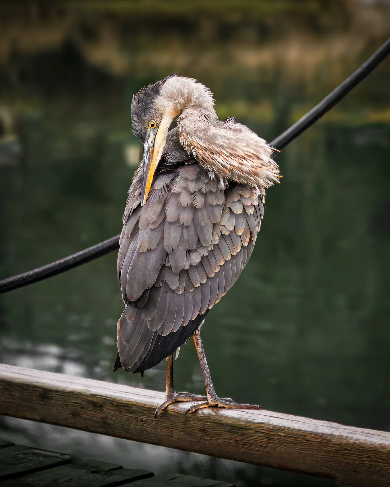 Blue Heron A Dock_O8A6612-topaz-rawdenoise-sharpen-3.jpg