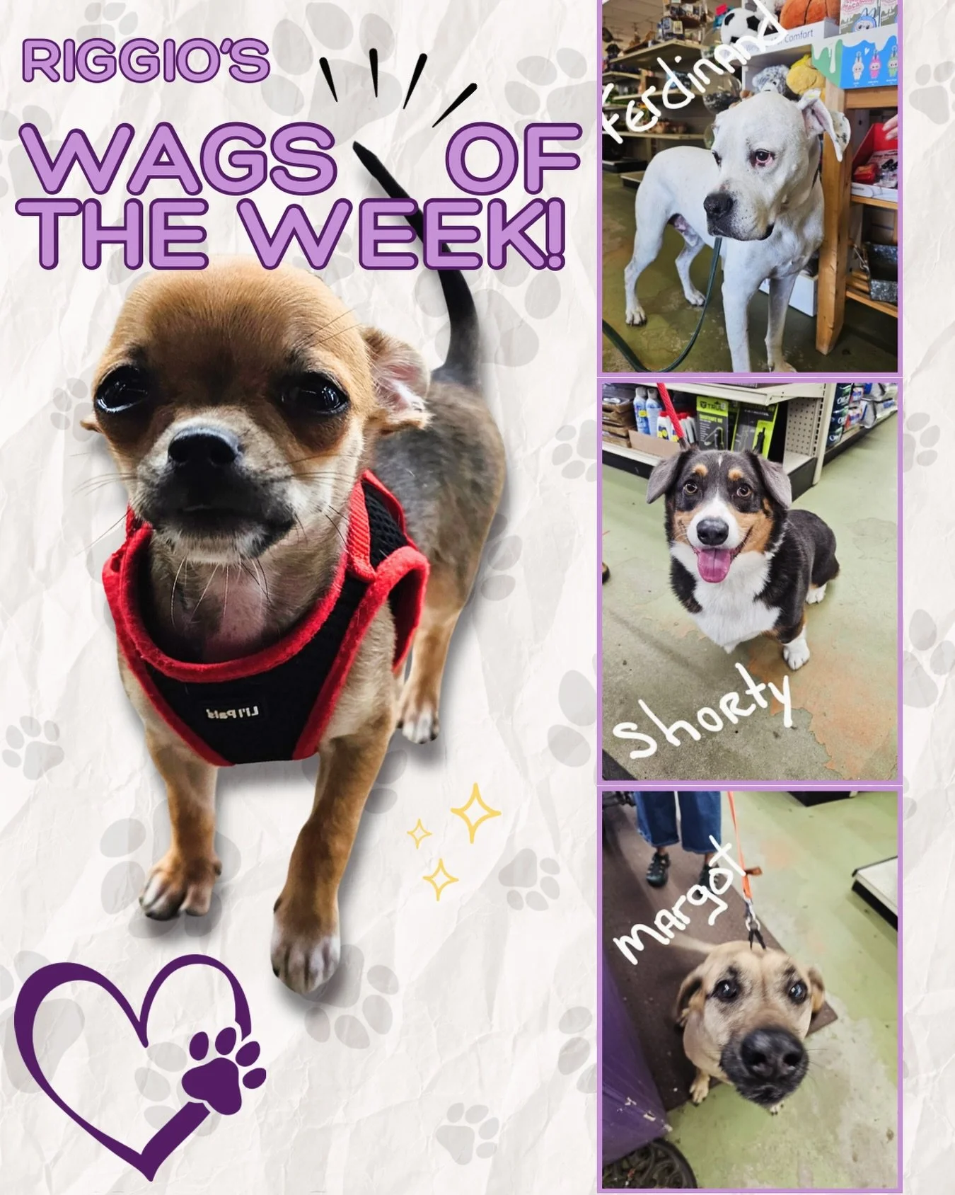 This Week&rsquo;s Wags are In!🐾

Stop in with your pup, ask for some treats and get a FREE Riggio&rsquo;s doggy bag🦴🛍️