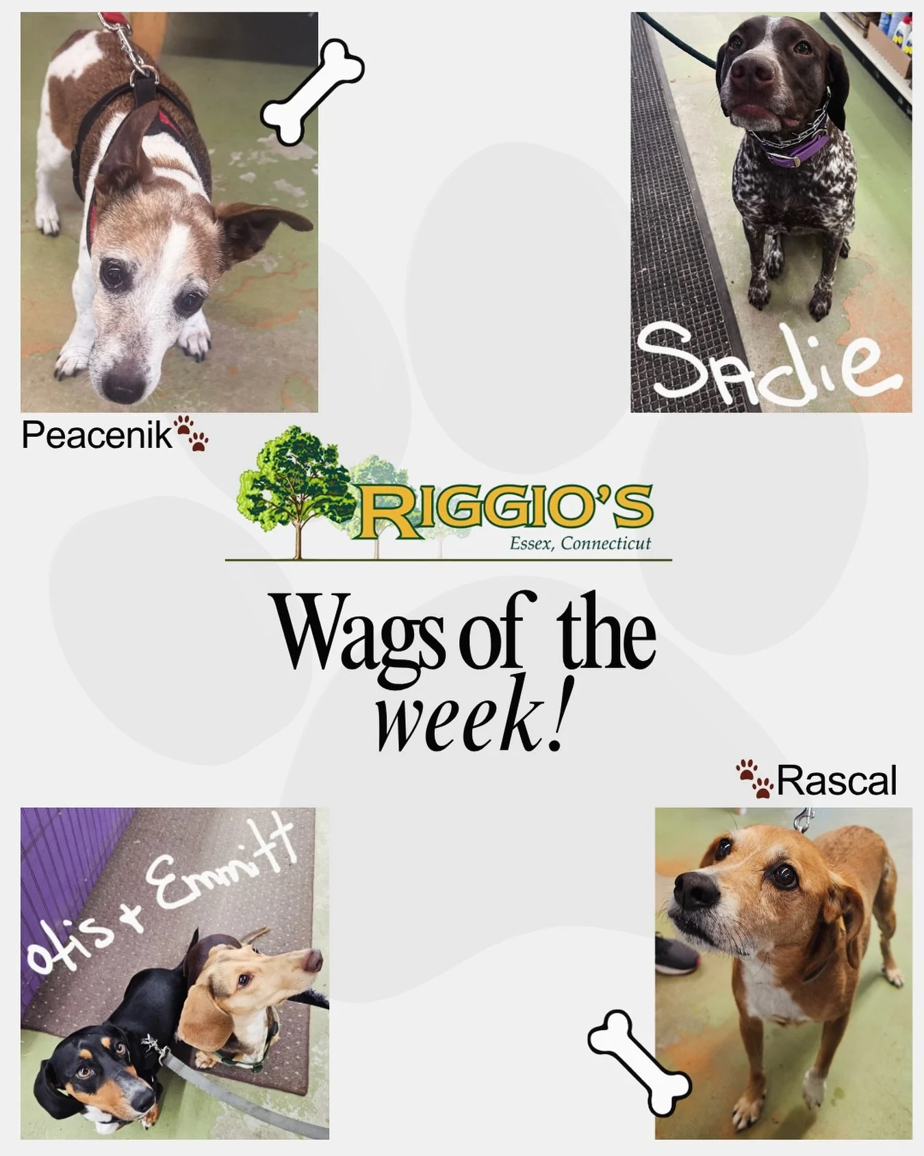 This just in! This weeks rotation of wonderful pups here at Riggio&rsquo;s🐾