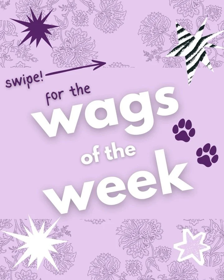 See you next week for more of the wonderful furry friends that stop into our shoppe 🎀🐾