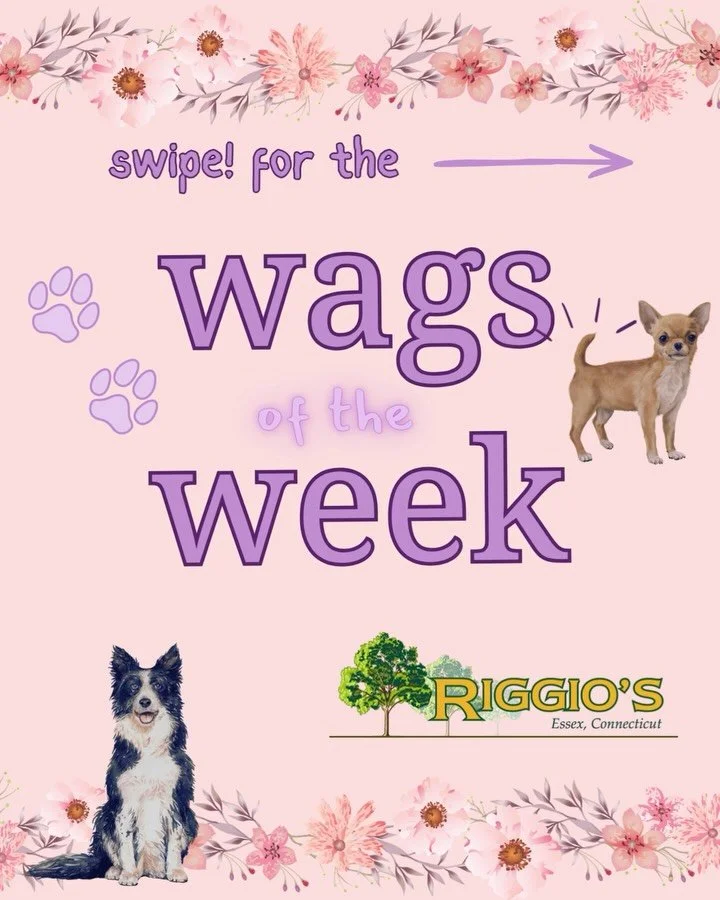 We&rsquo;ve had lots of wagging tails and smiling faces coming into Riggio&rsquo;s lately with the warm weather(and free dog cookies!) 

We hope this brings a smile to your face as well🐾☀️