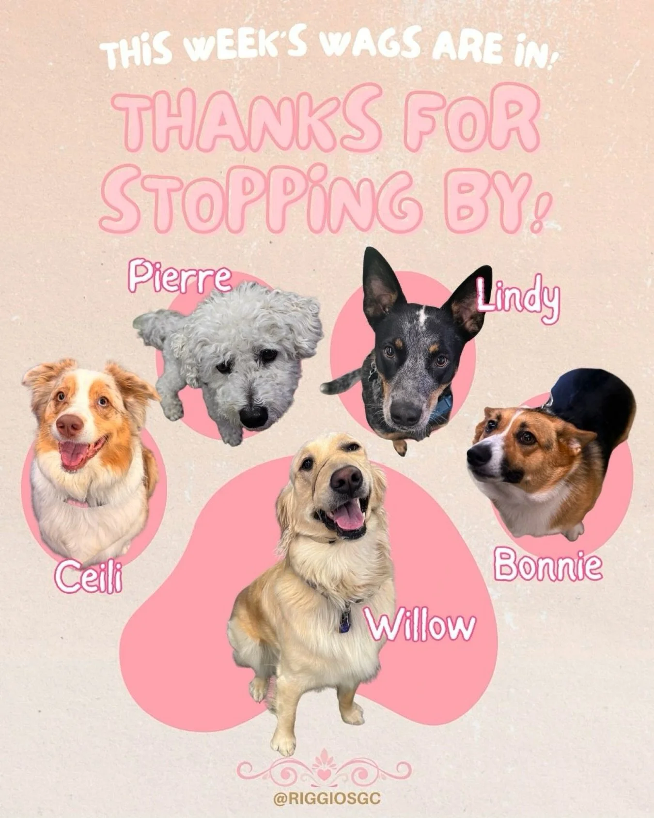 Big thanks to Ceili, Pierre, Lindy, Bonnie &amp; Willow for being star customers🌟

Thanks for stopping by and we are excited for which furry friends next week will bring!🐾