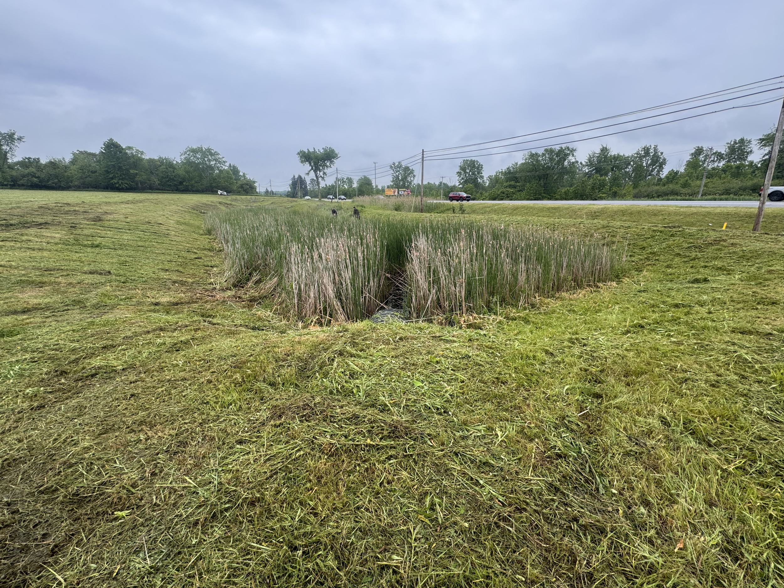 A grassy roadside area with a small, water-filled ditch in the center, bordered by tall green reeds, with trees and power lines in the distance under an overcast sky.