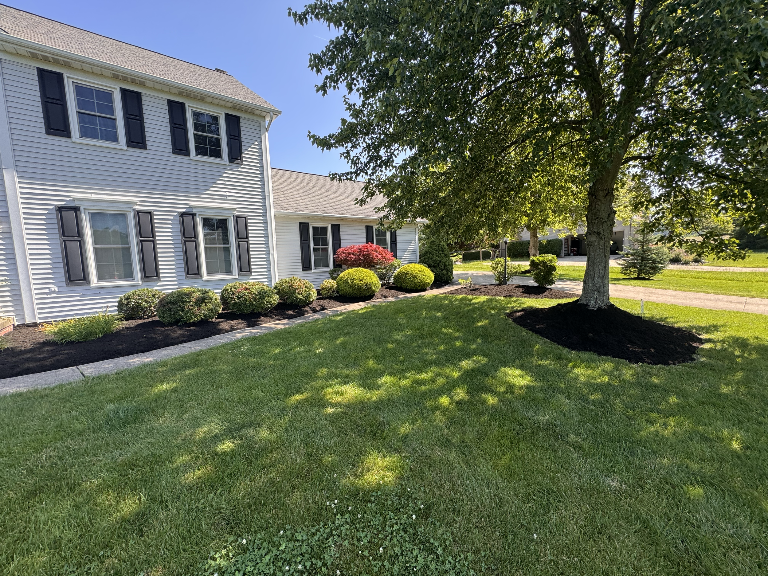 Well-maintained front yard of a house with green grass, a large shaded tree, and neatly arranged bushes and shrubs near the house, with a clear blue sky in the background.