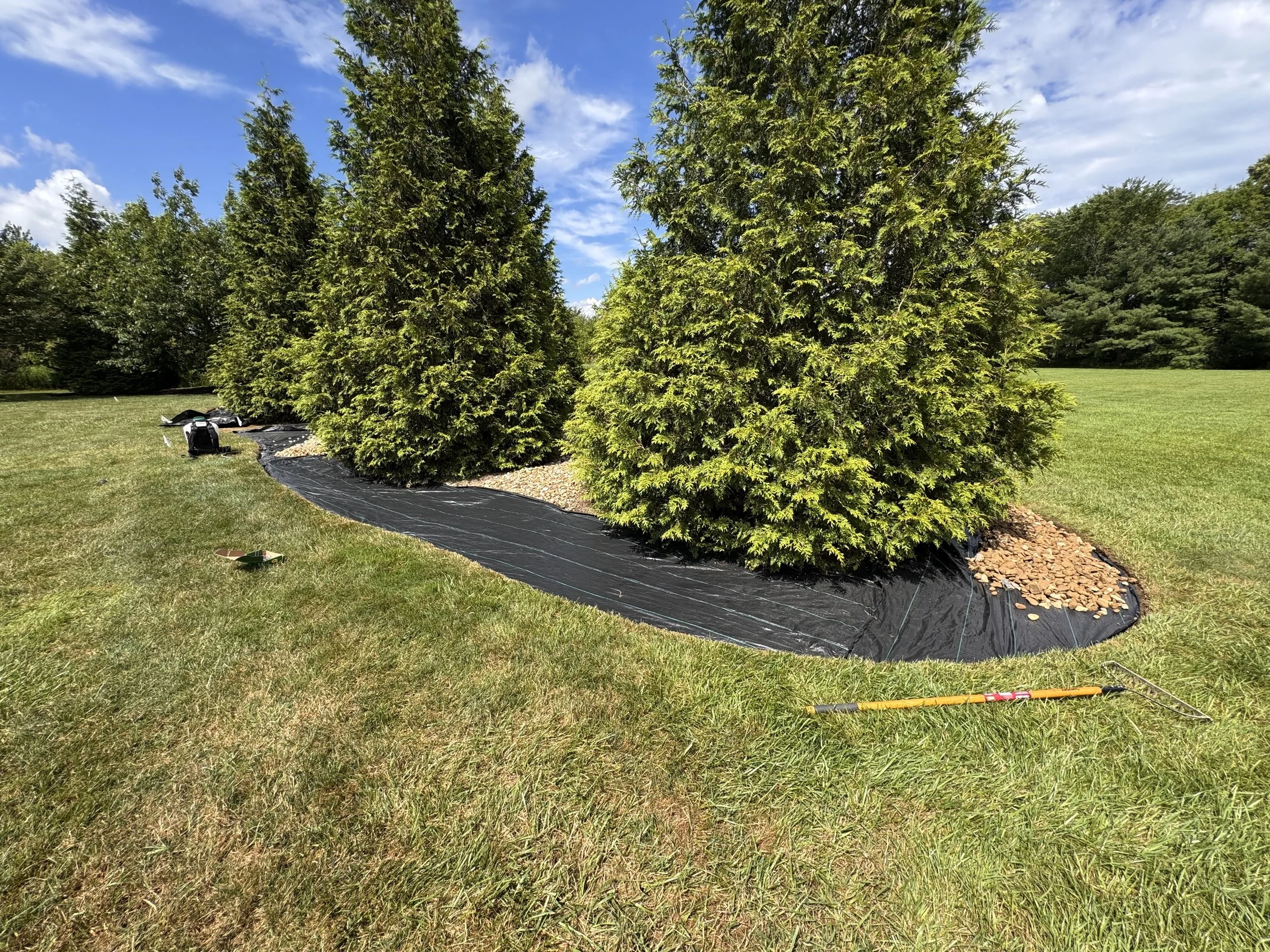 A backyard scene with three large evergreen bushes surrounded by black landscaping fabric and small rocks, on a sunny day with a blue sky and some clouds.