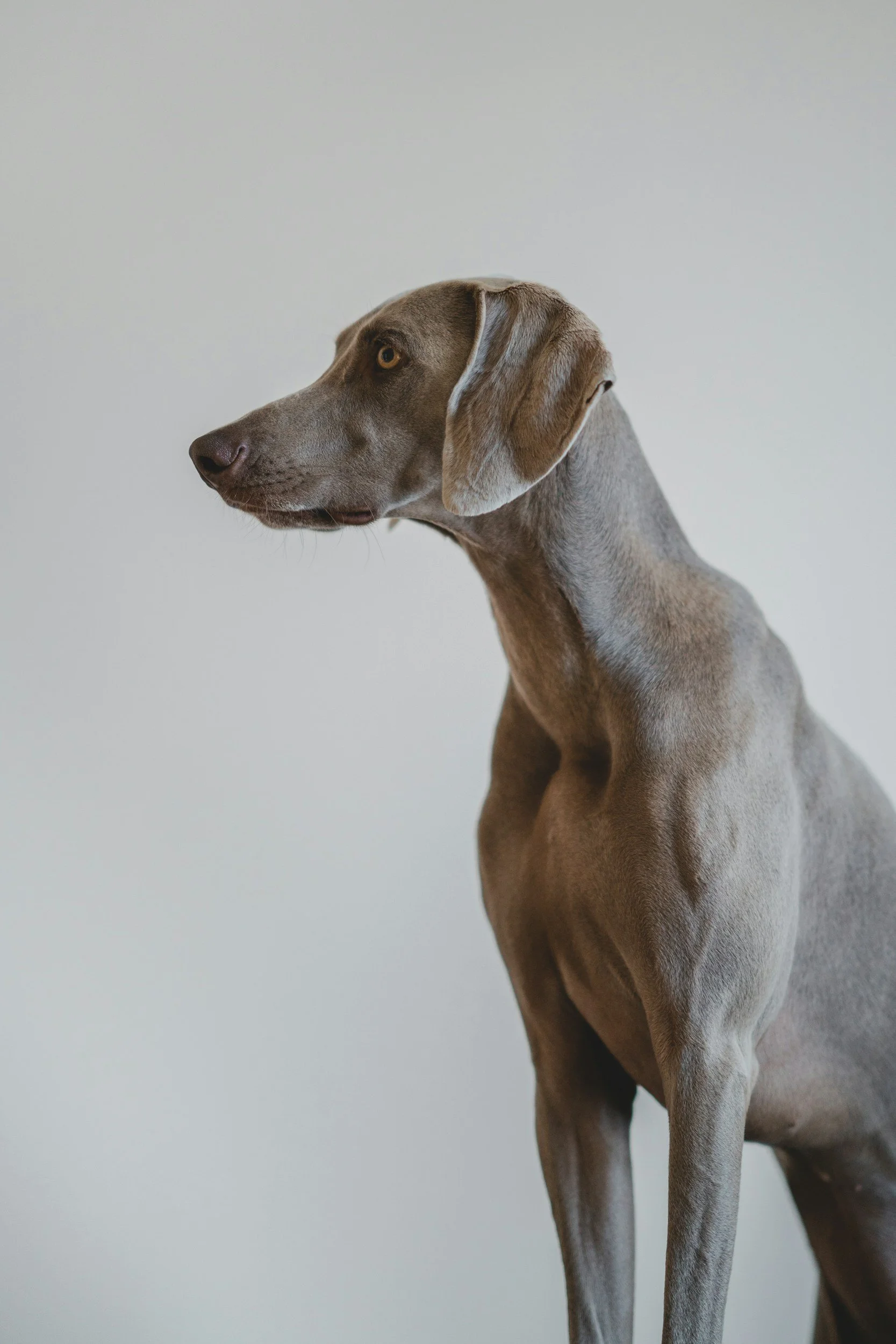 Side view of a Weimaraner dog with a gray coat sitting against a plain light gray background.