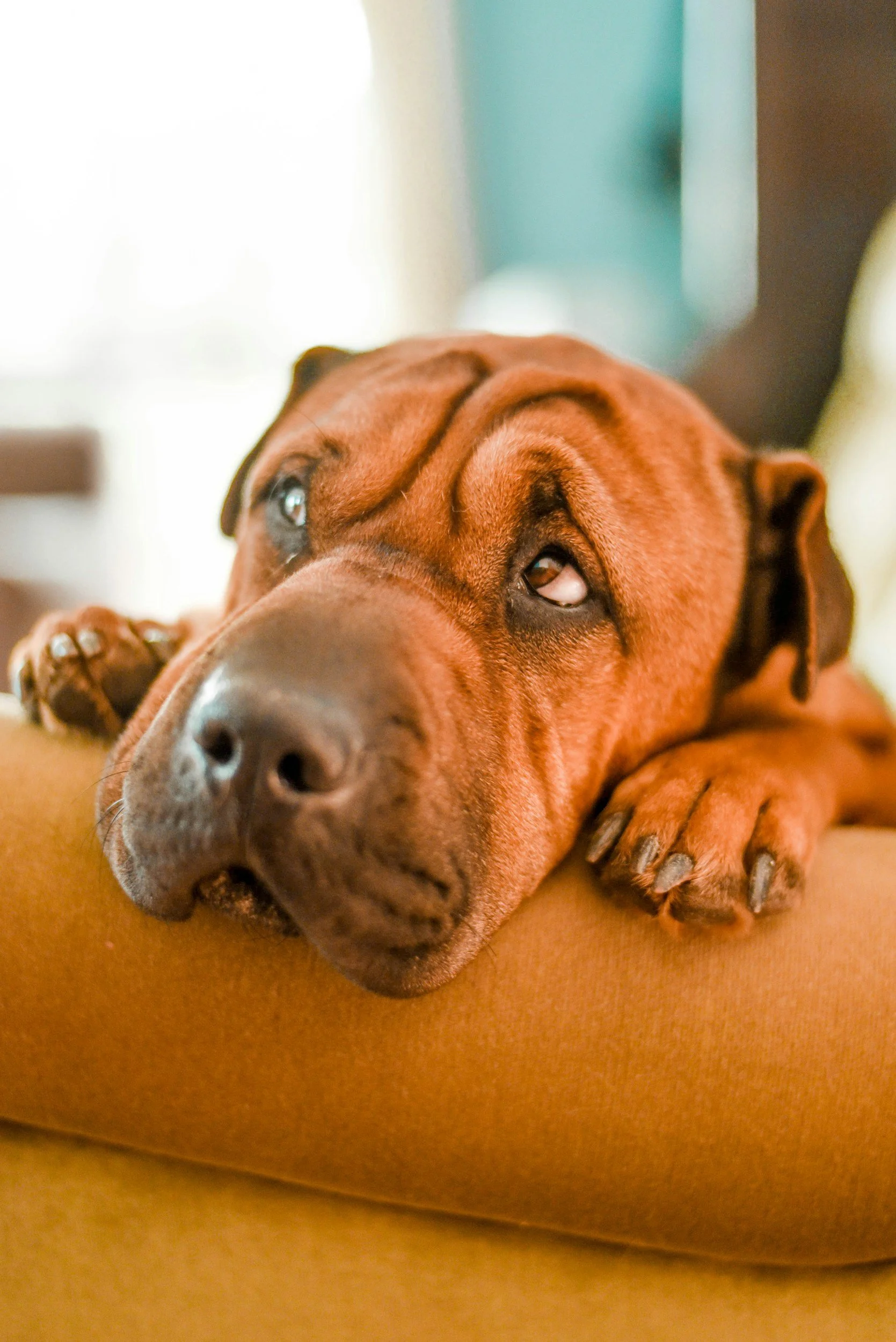 A brown dog resting its head and paws on a mustard-colored armrest.