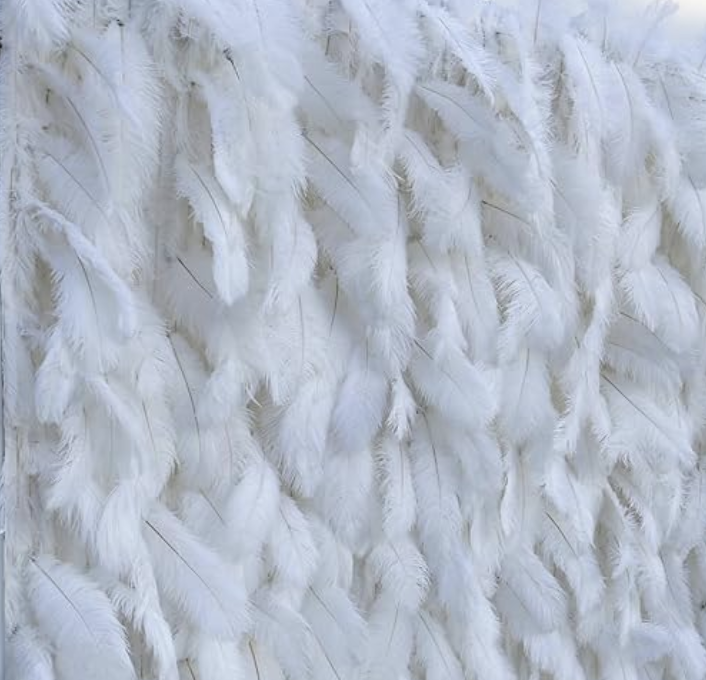 White Feathered - Backdrop 8x8