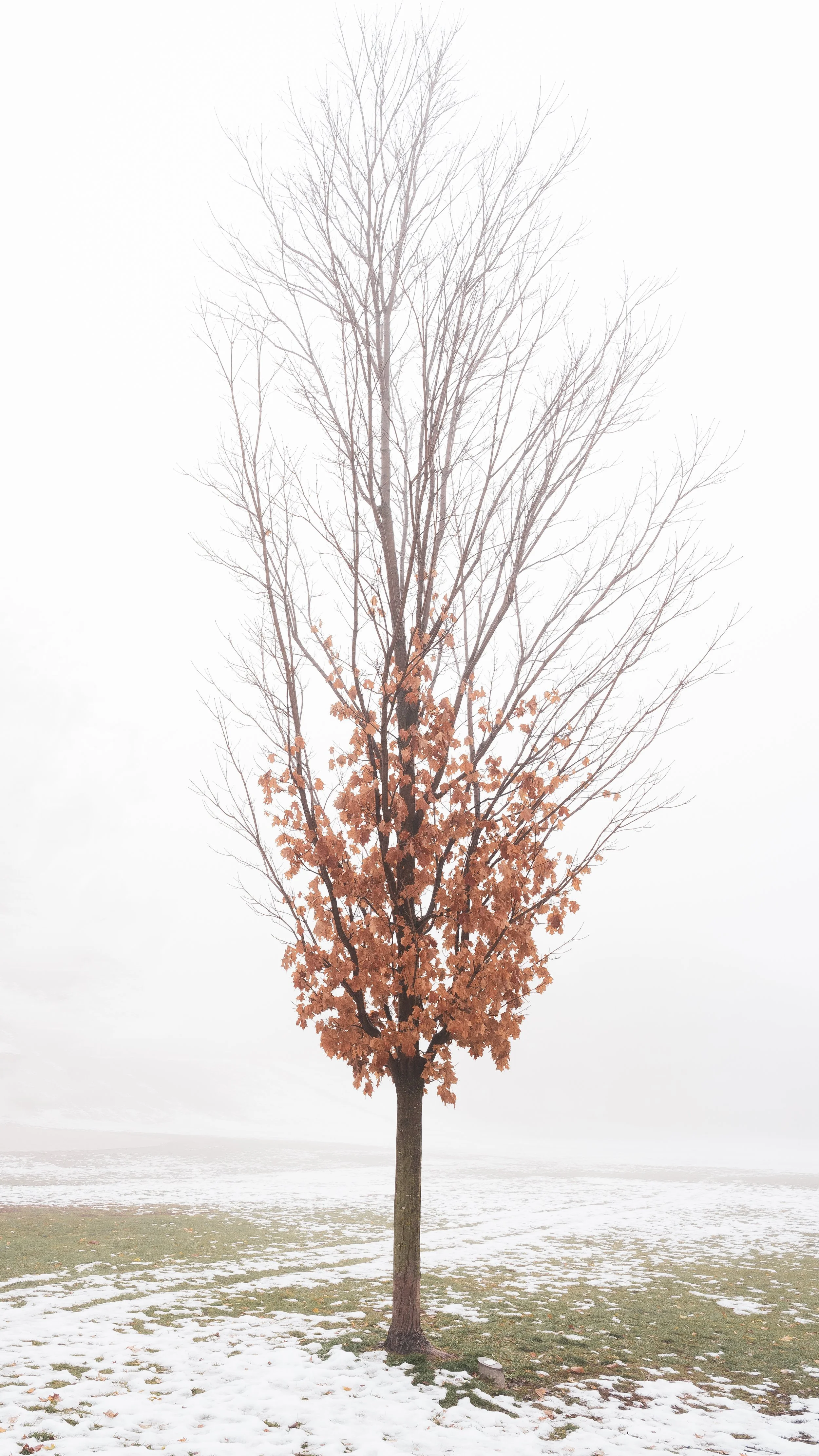 The perimenopause tree
