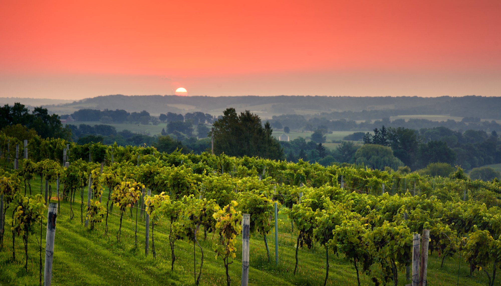 Fergedaboudit Vineyard Summer Sunset