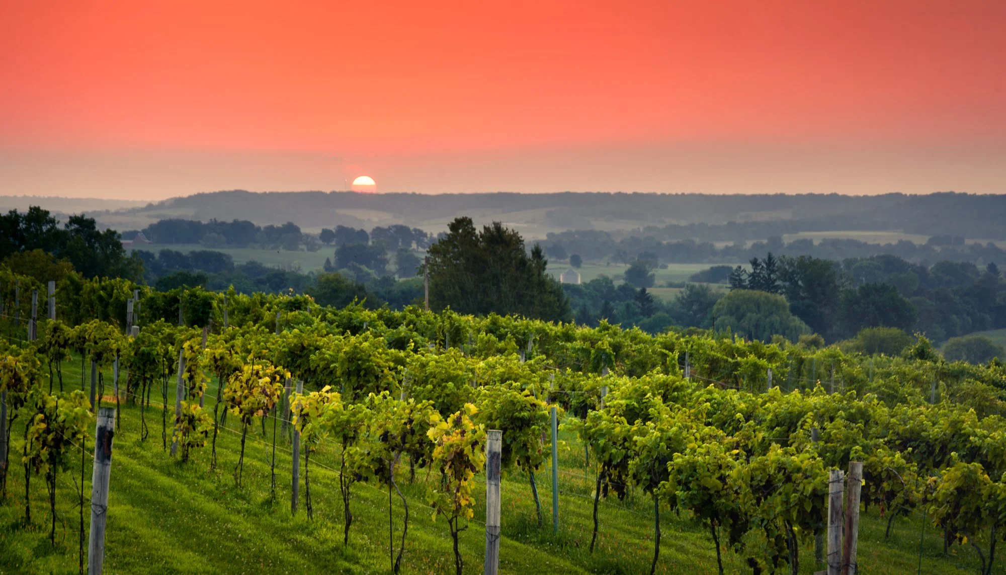 Fergedaboudit Vineyard & Winery