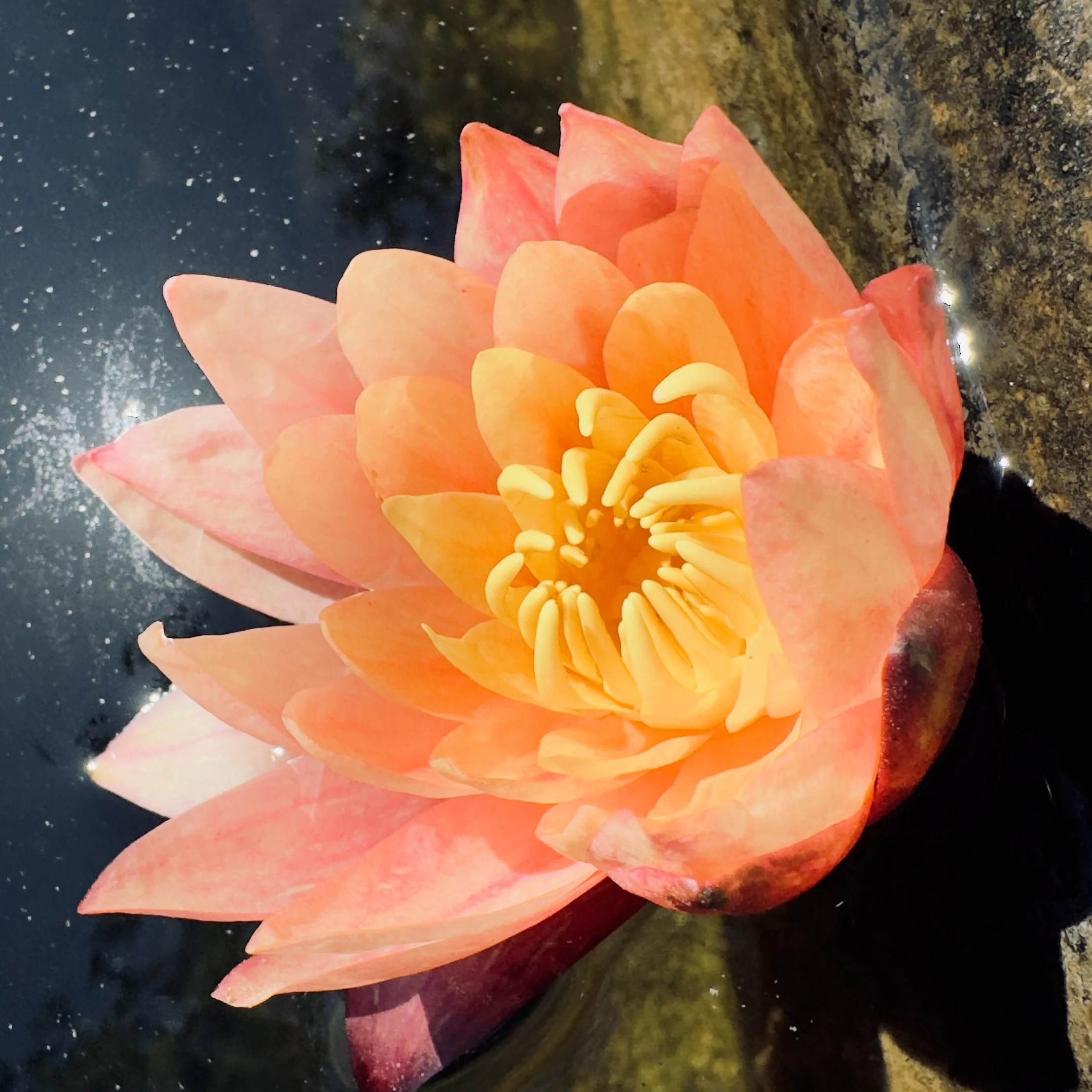 Nature’s wisdom is the answer to our skincare needs