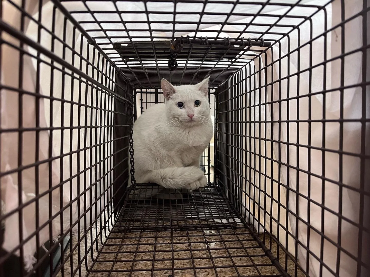 Cat covered in trap.jpeg