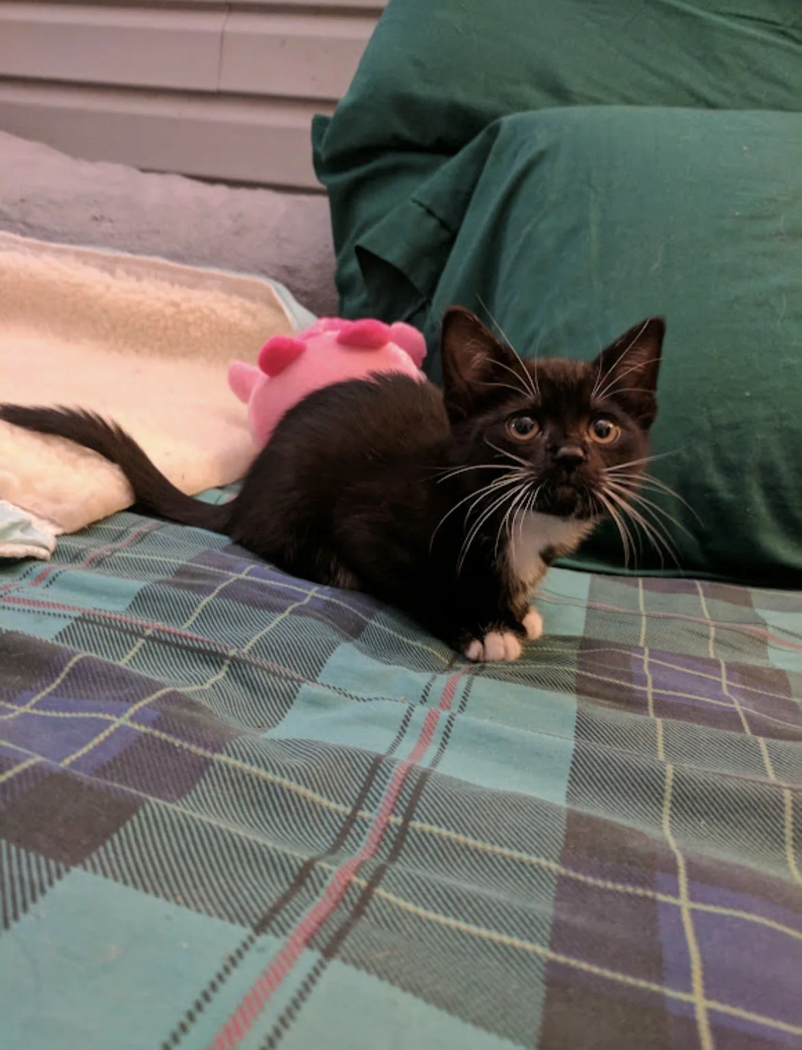 Why Donating to PennyFix Can Make a Bigger Difference Than You Think