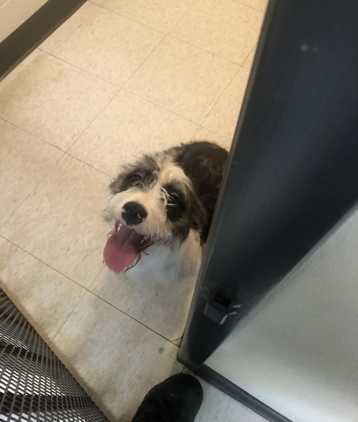 “No-Kill” Isn’t Enough. It’s Time for a “No-Birth” Movement.