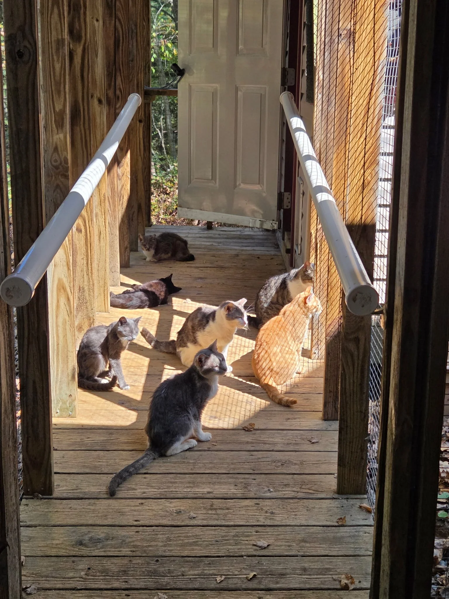 Why Winter is the Best Time to Fix Community Cats