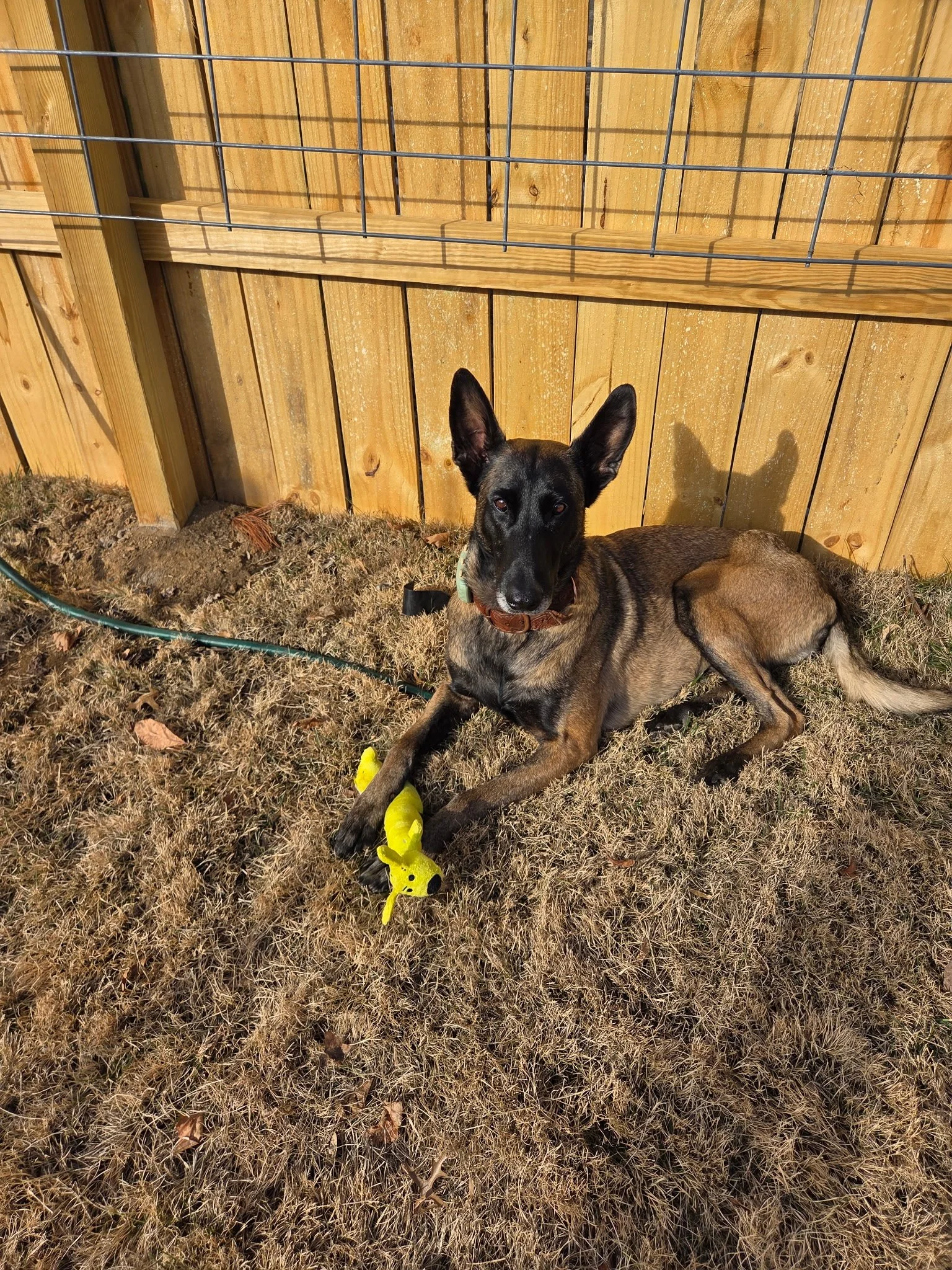 Keeping Pets Safe This Winter